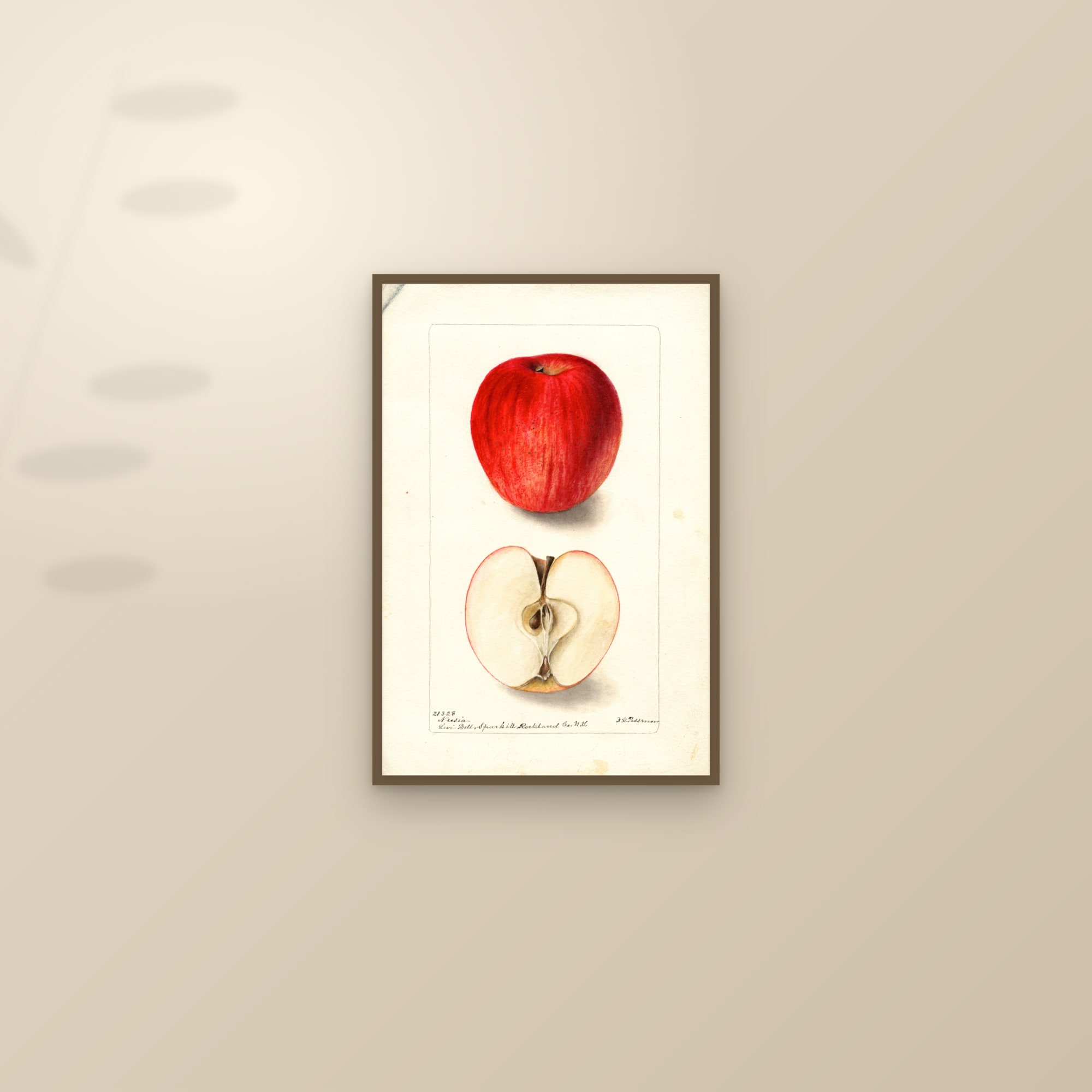 Nusia Apple — framed and styled on a sunlit wall