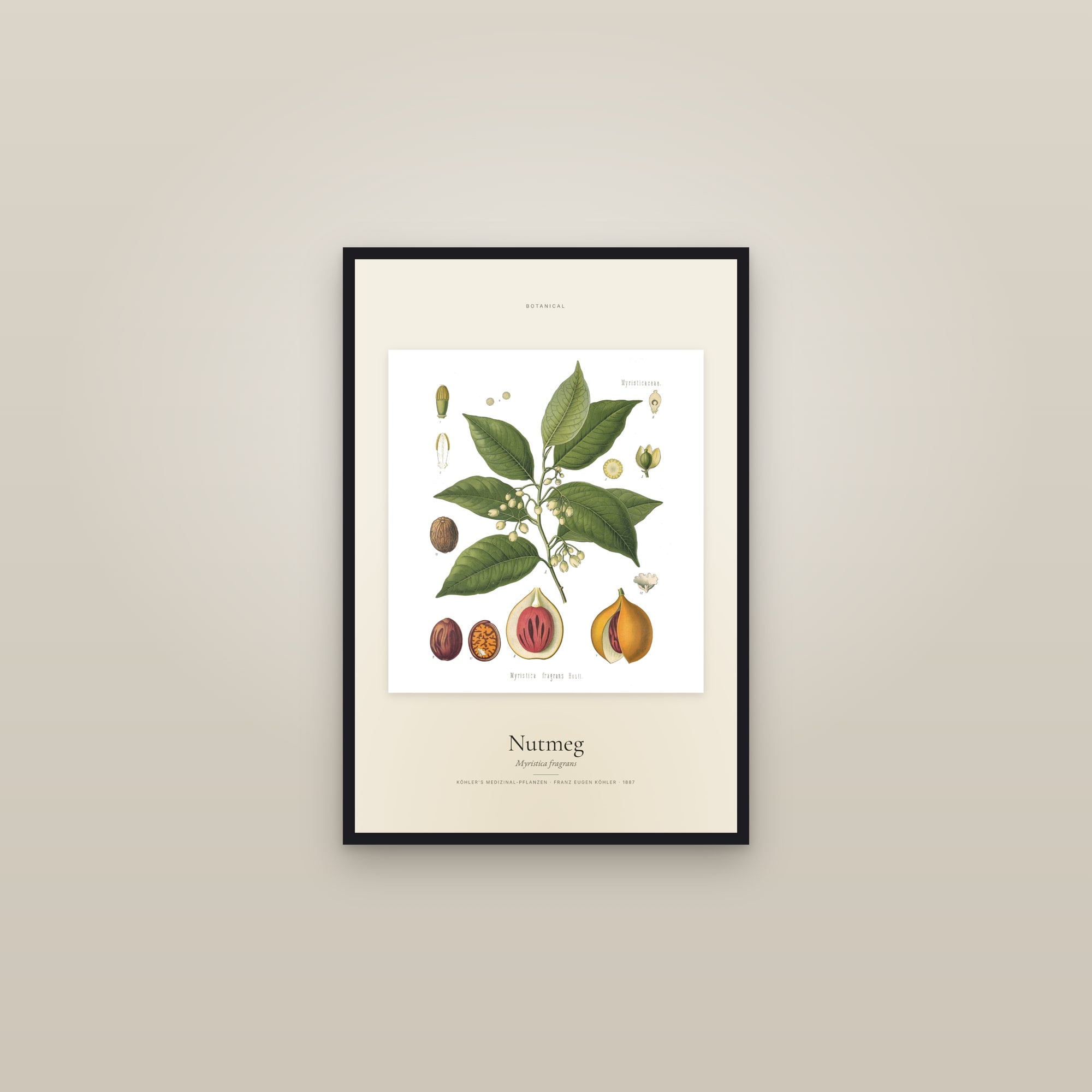 Nutmeg — Specimen — framed in a gallery setting