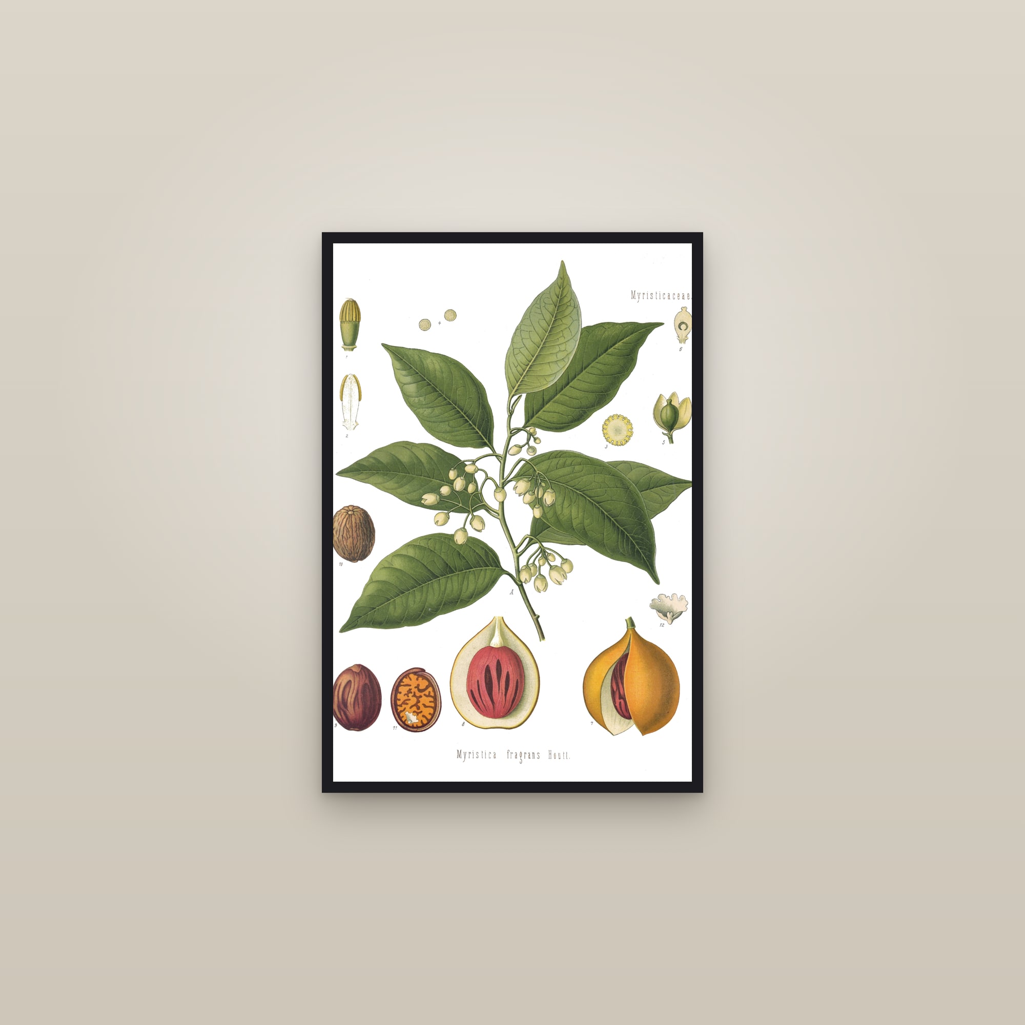 Nutmeg — framed in a gallery setting