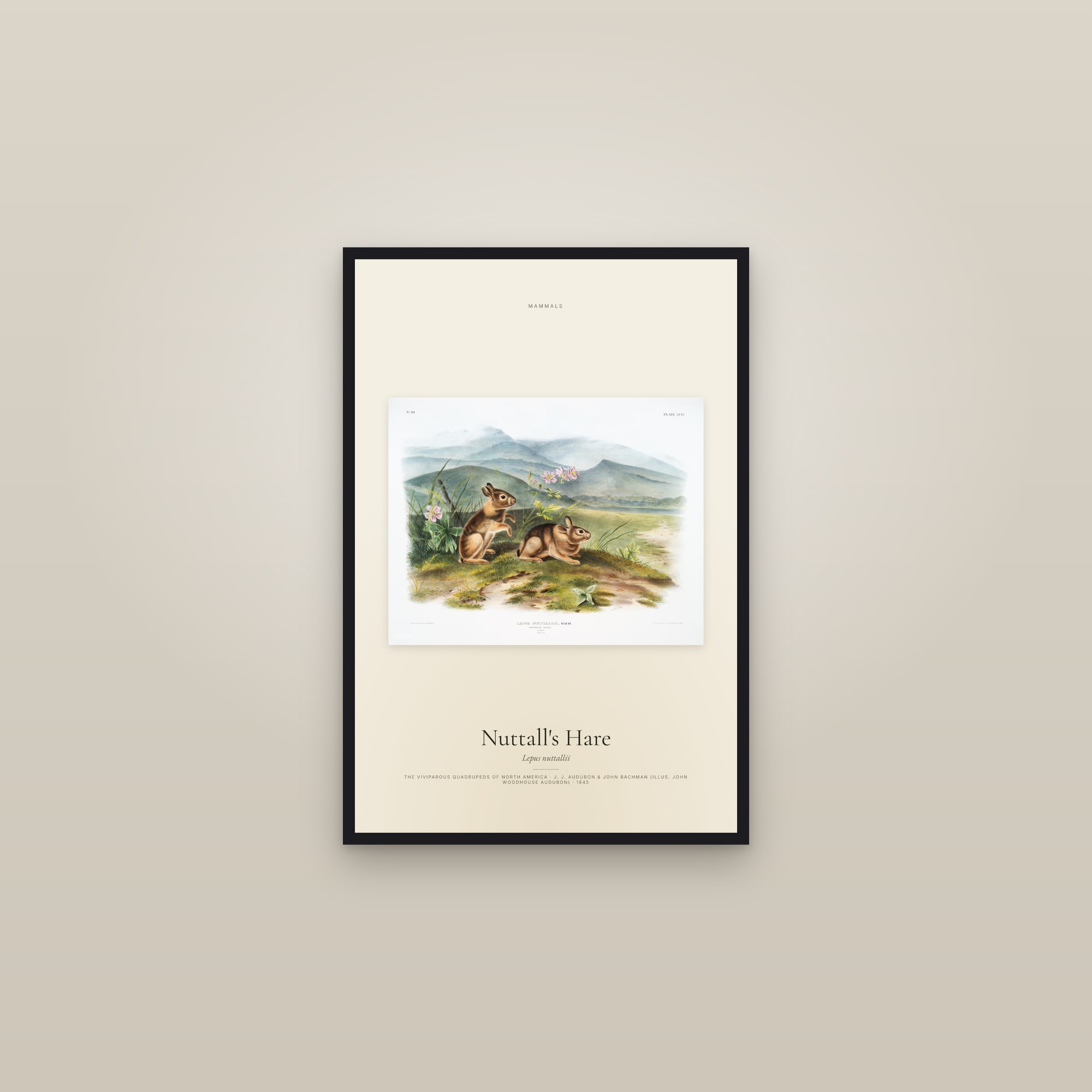 Nuttall's Hare — framed in a gallery setting