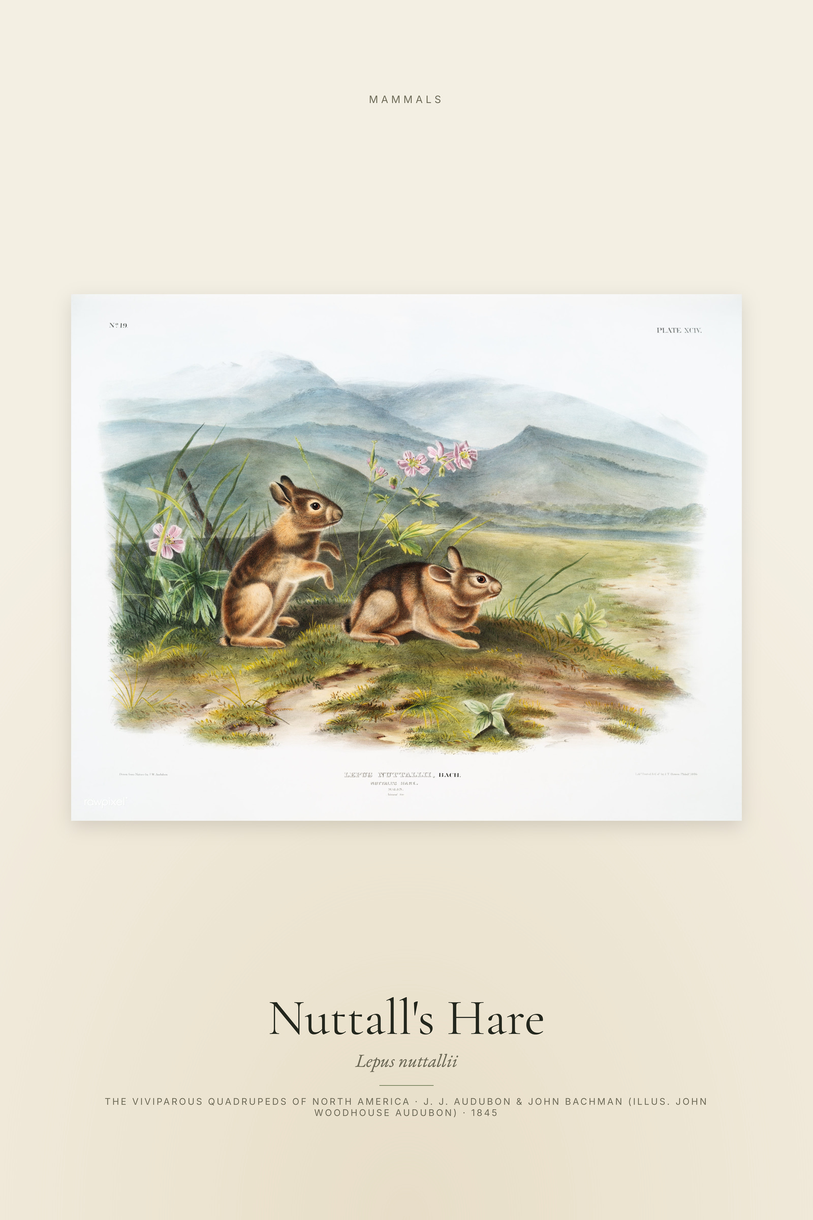 Nuttall's Hare