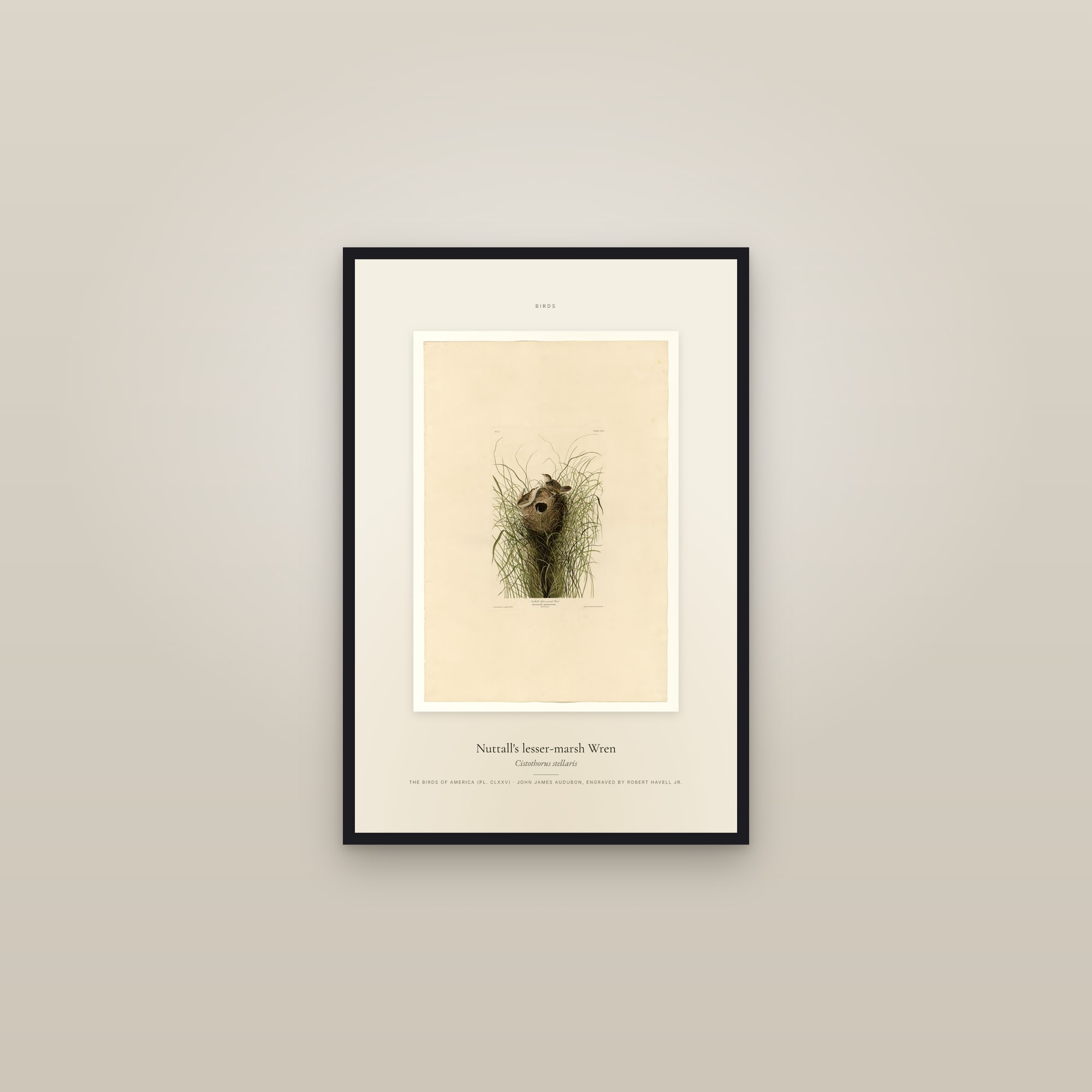 Nuttall's lesser-marsh Wren — Specimen — framed in a gallery setting