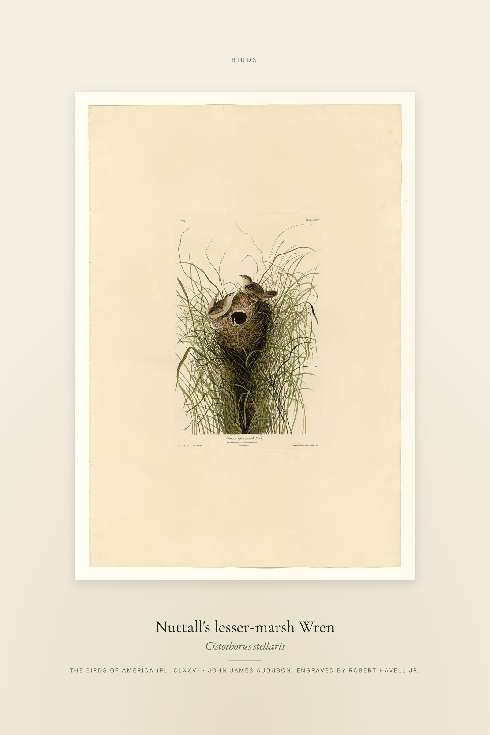 Nuttall's lesser-marsh Wren — Specimen