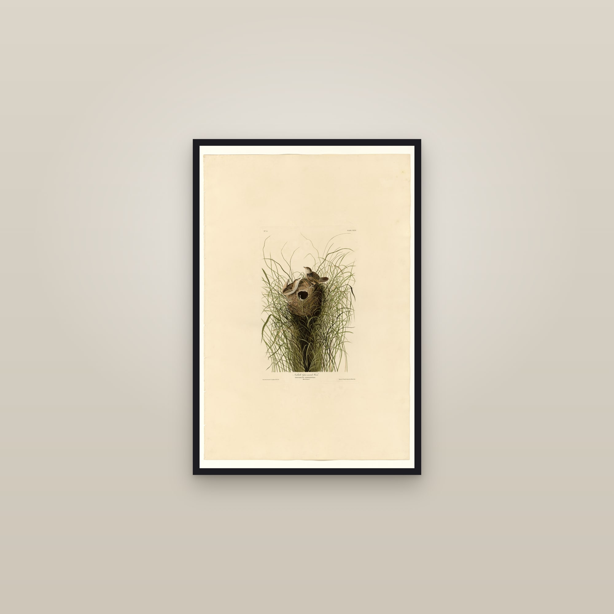 Nuttall's lesser-marsh Wren — framed in a gallery setting
