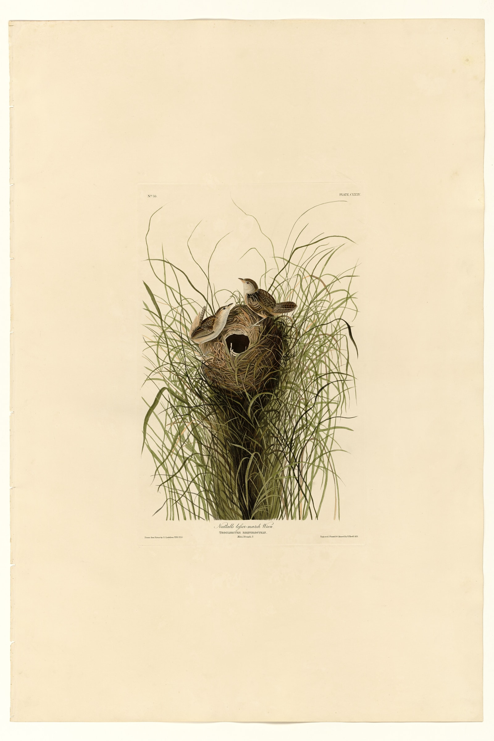 Nuttall's lesser-marsh Wren