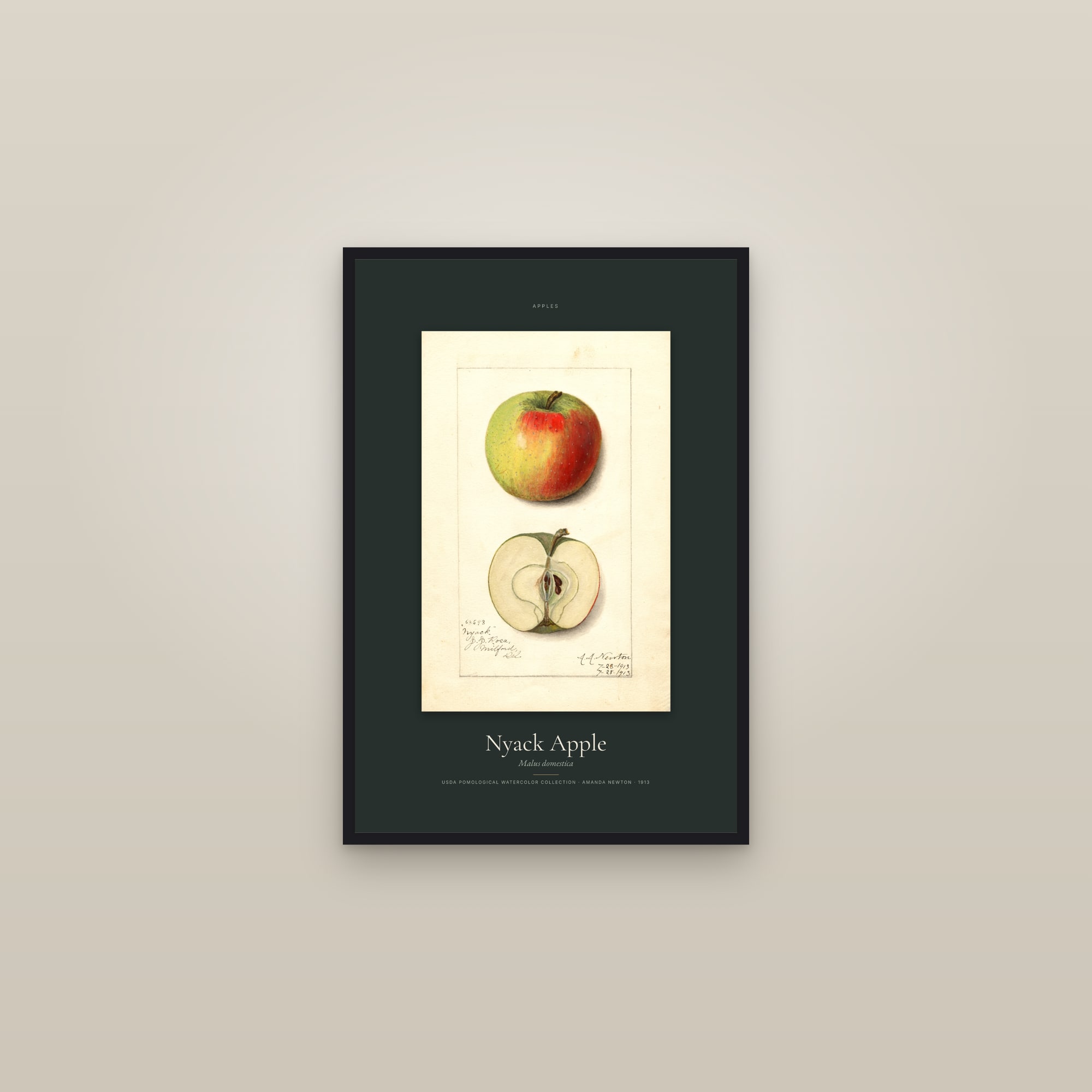 Nyack Apple — Specimen — framed in a gallery setting