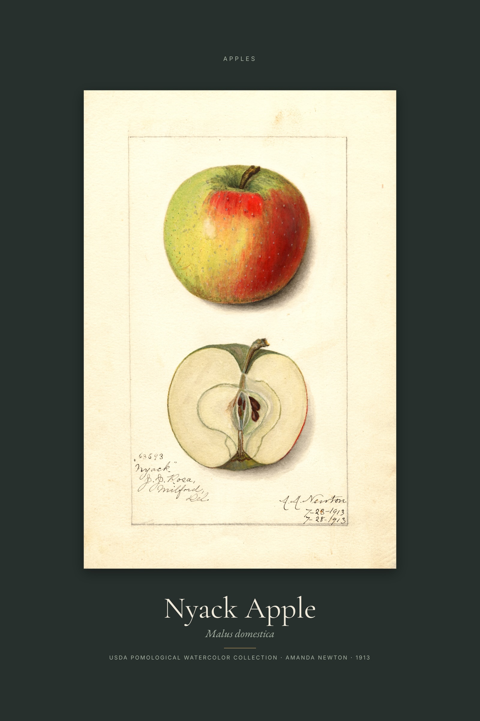 Nyack Apple — Specimen