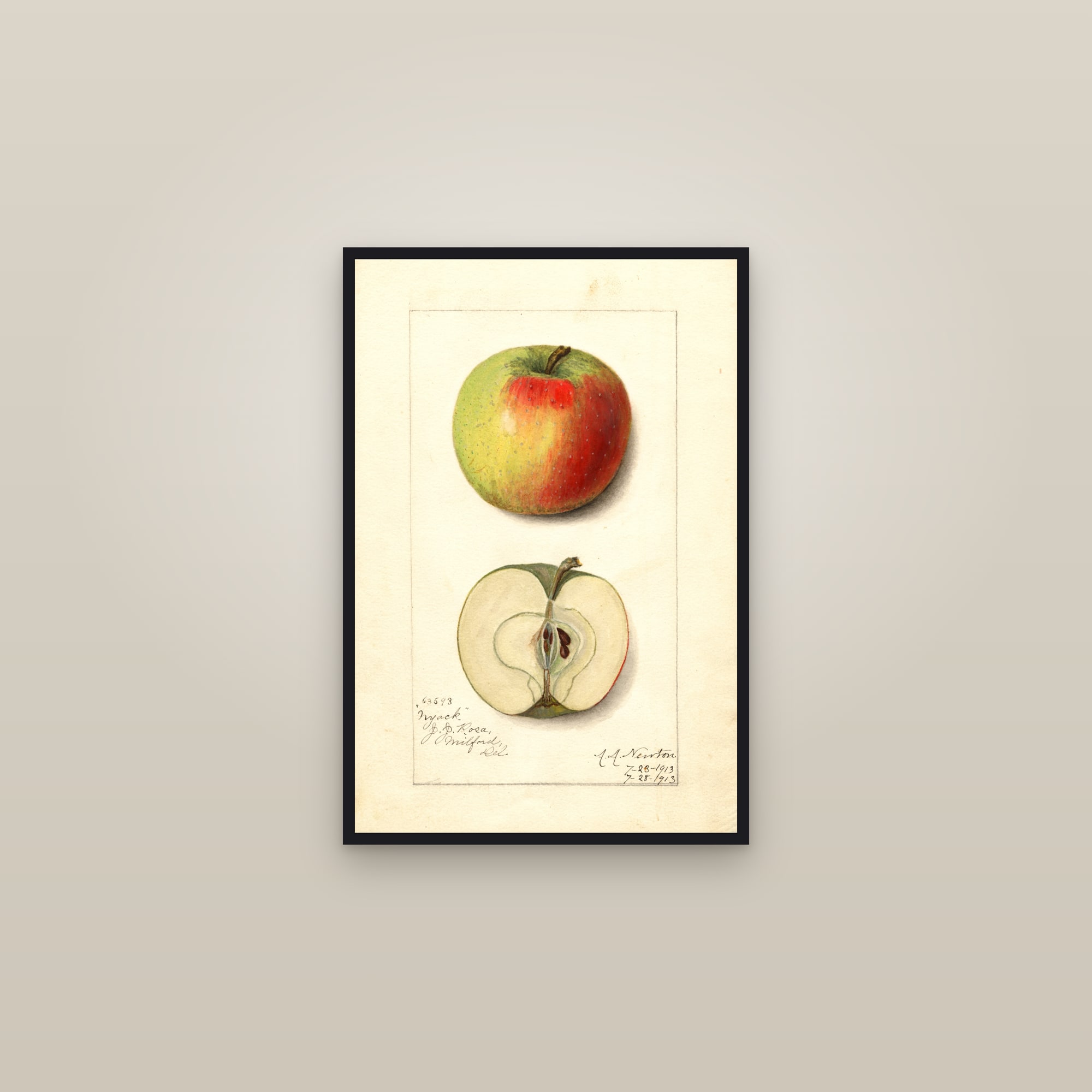 Nyack Apple — framed in a gallery setting