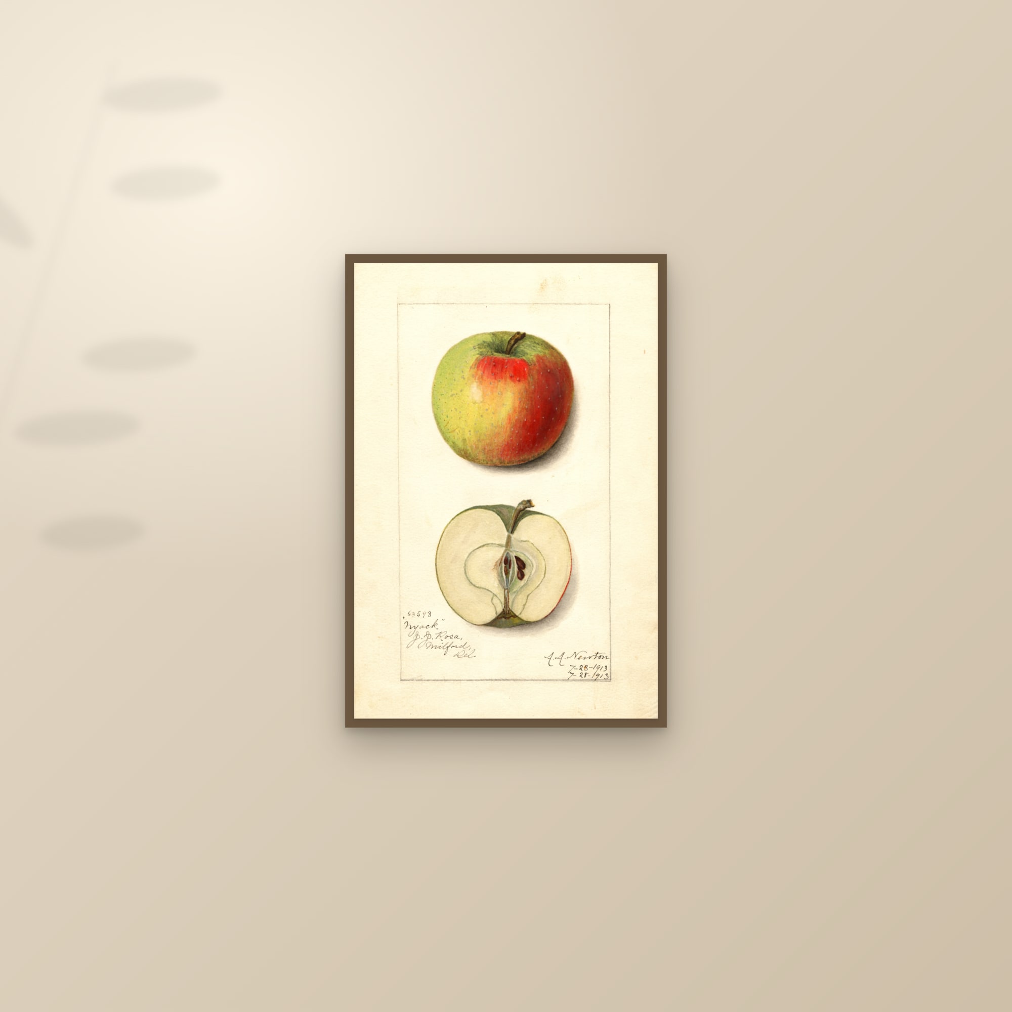 Nyack Apple — framed and styled on a sunlit wall