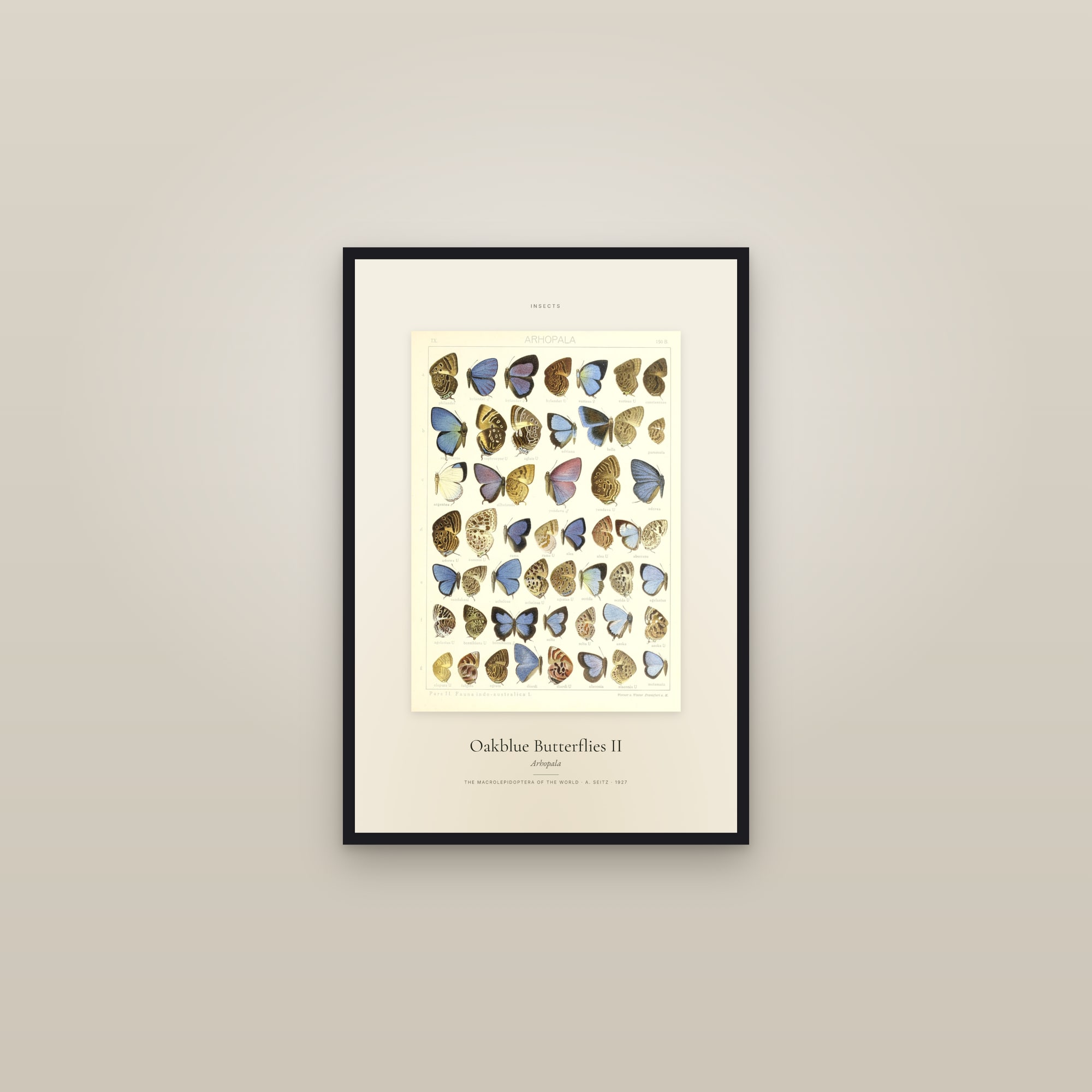 Oakblue Butterflies II — Specimen — framed in a gallery setting
