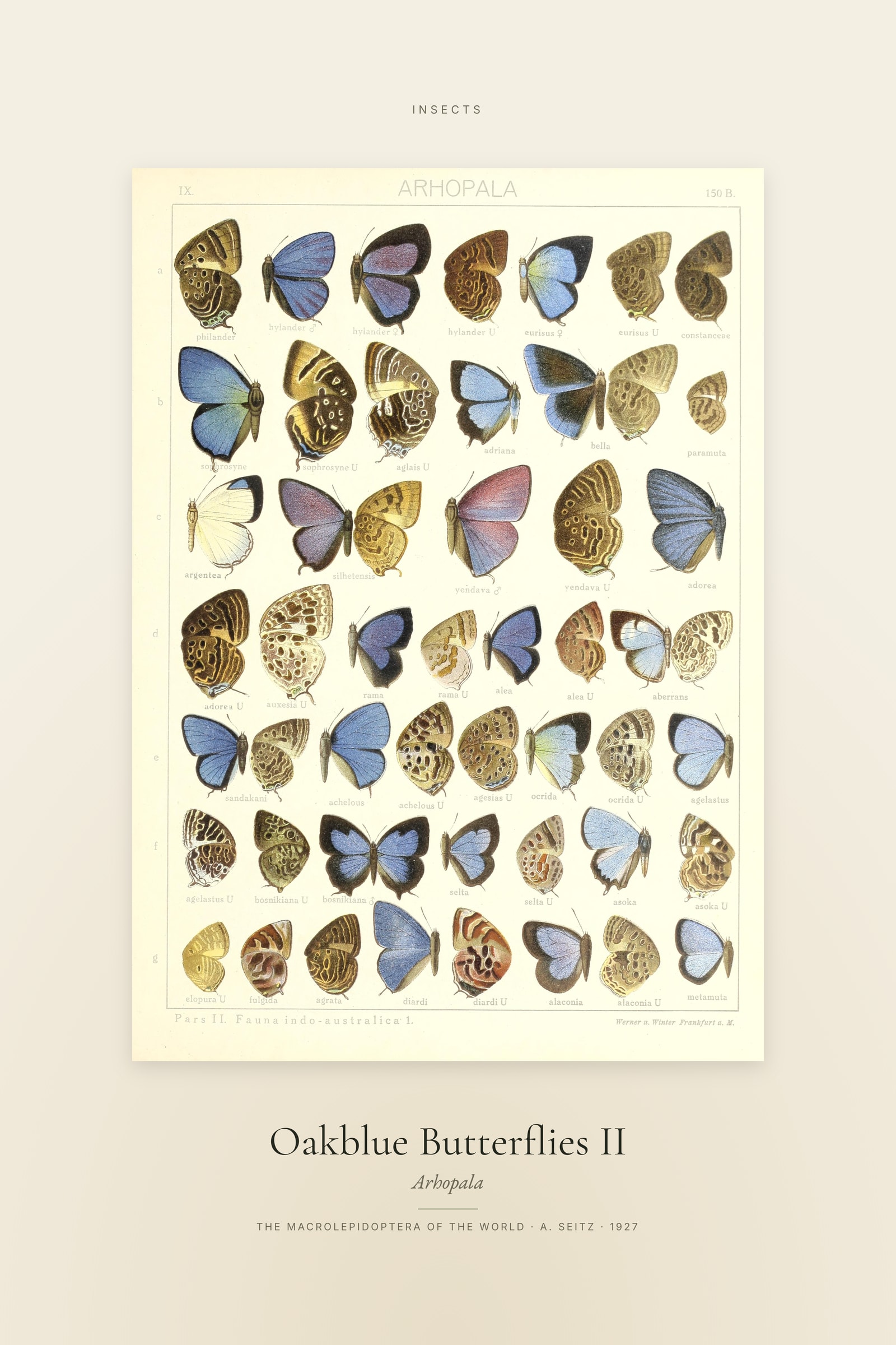 Oakblue Butterflies II — Specimen