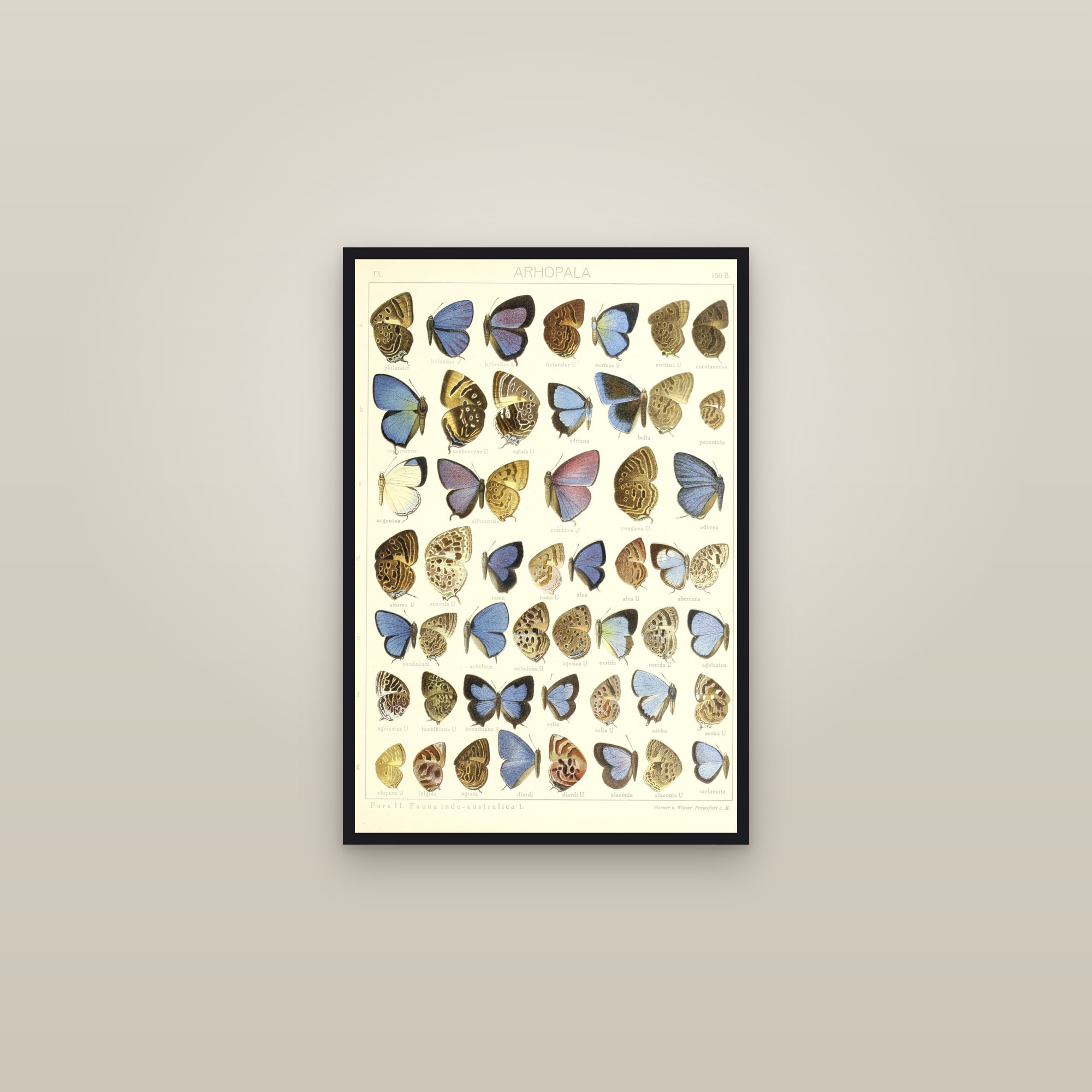 Oakblue Butterflies II — framed in a gallery setting