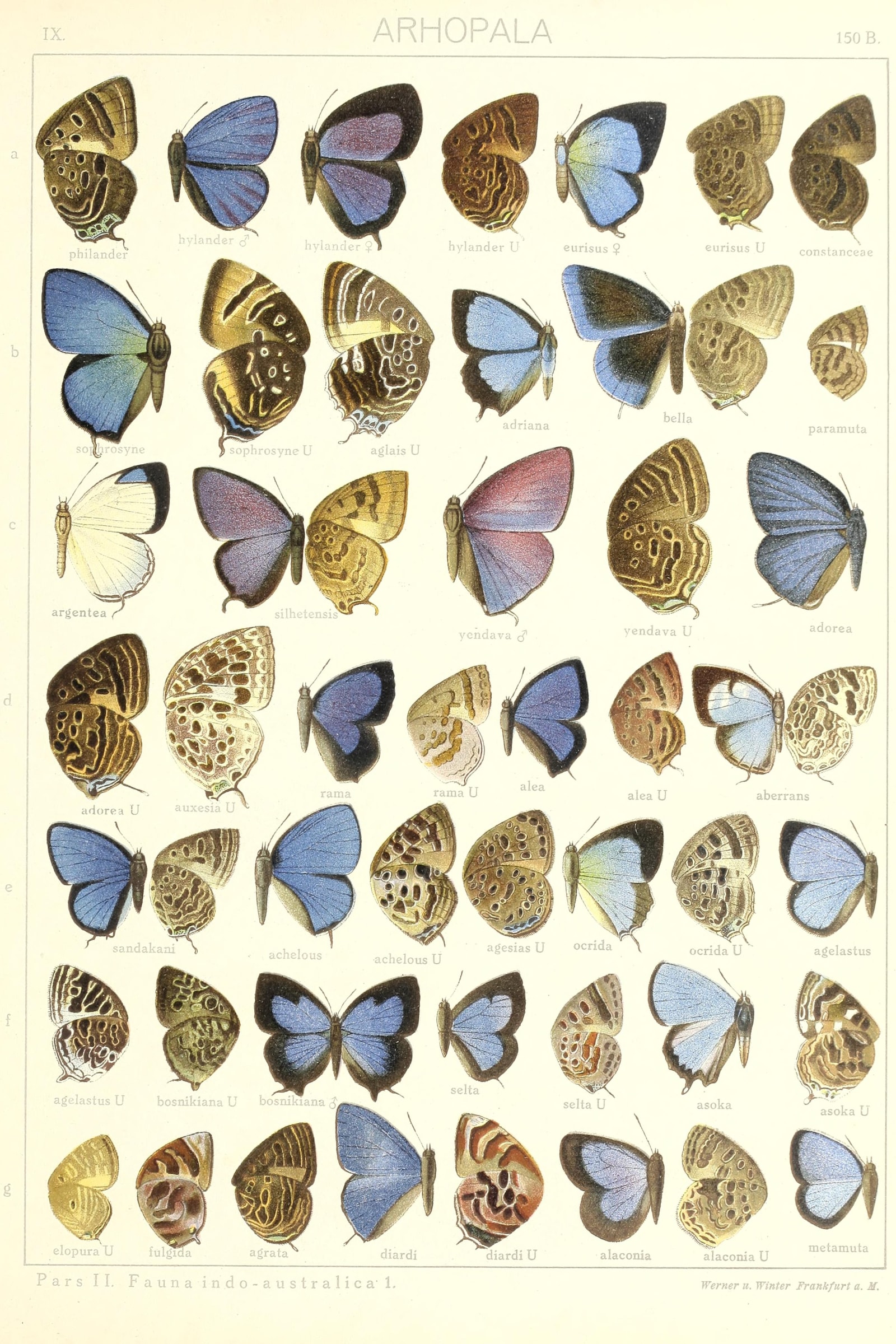 Oakblue Butterflies II