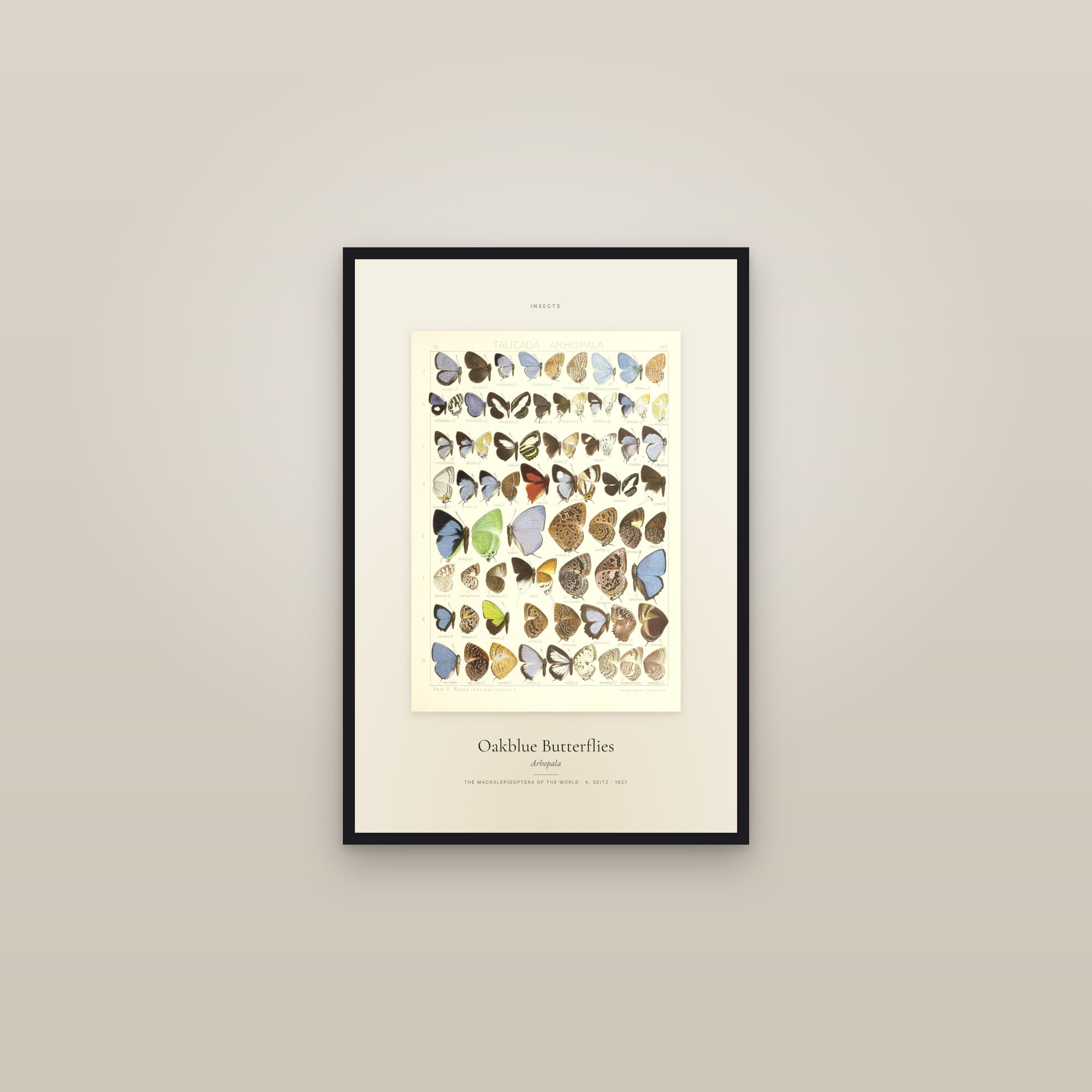 Oakblue Butterflies — Specimen — framed in a gallery setting