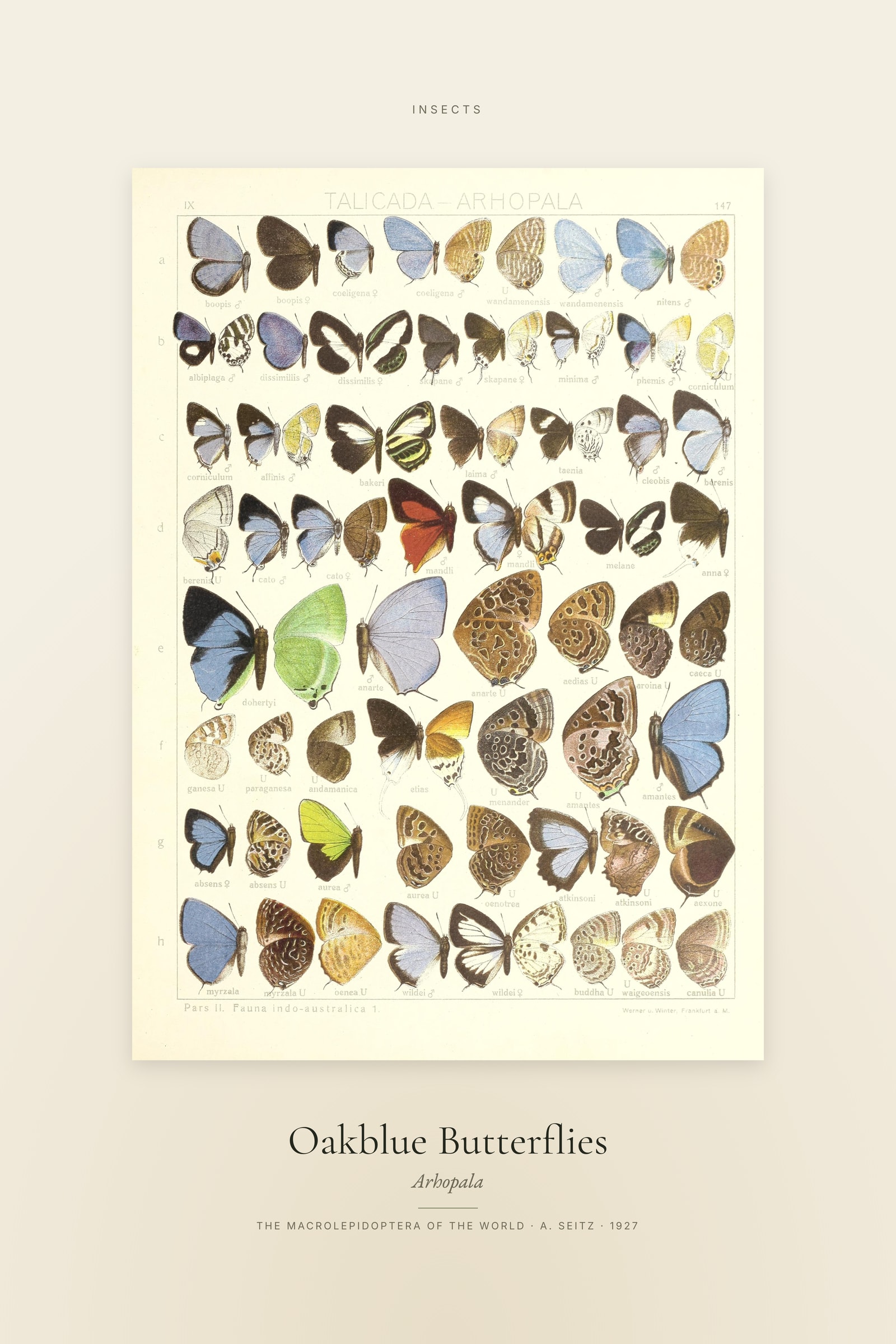 Oakblue Butterflies — Specimen