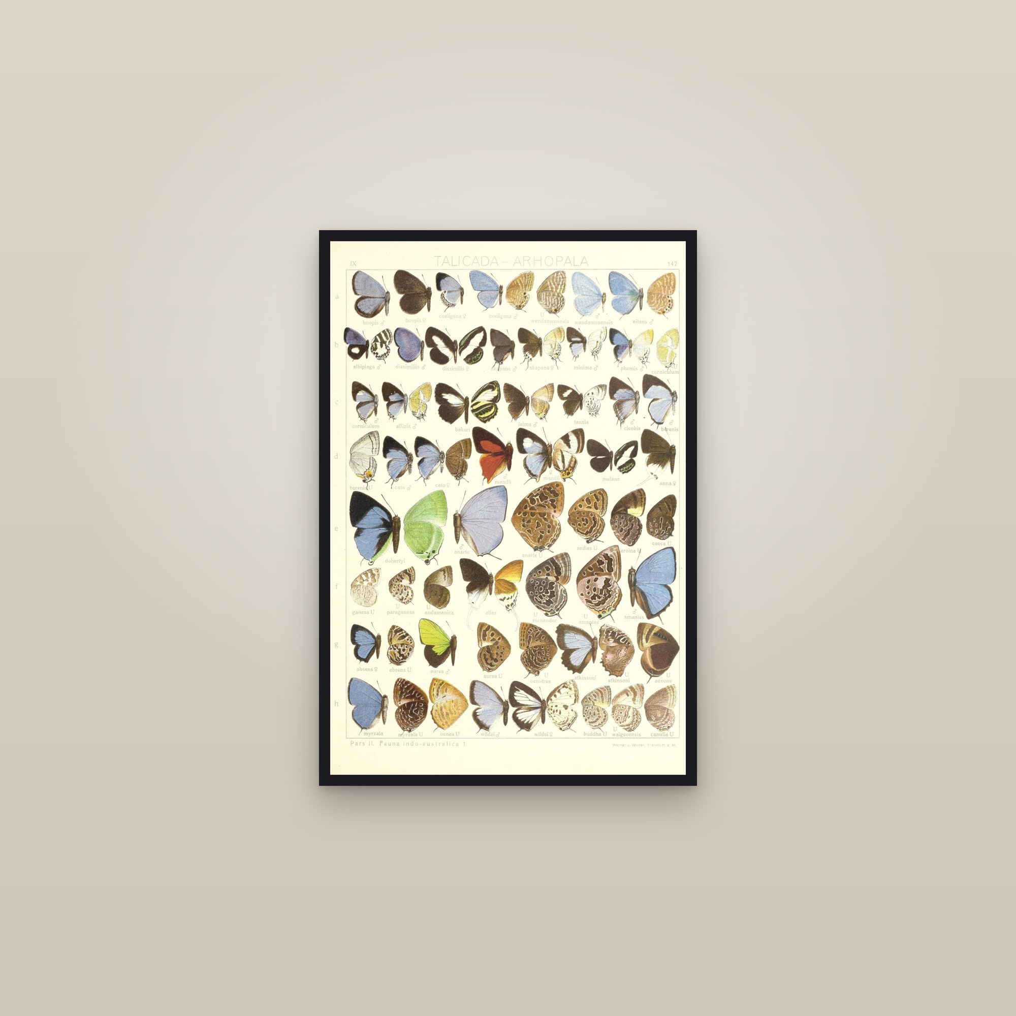 Oakblue Butterflies — framed in a gallery setting
