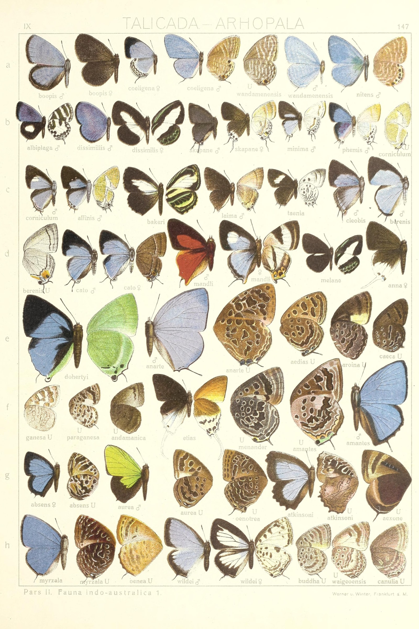 Oakblue Butterflies