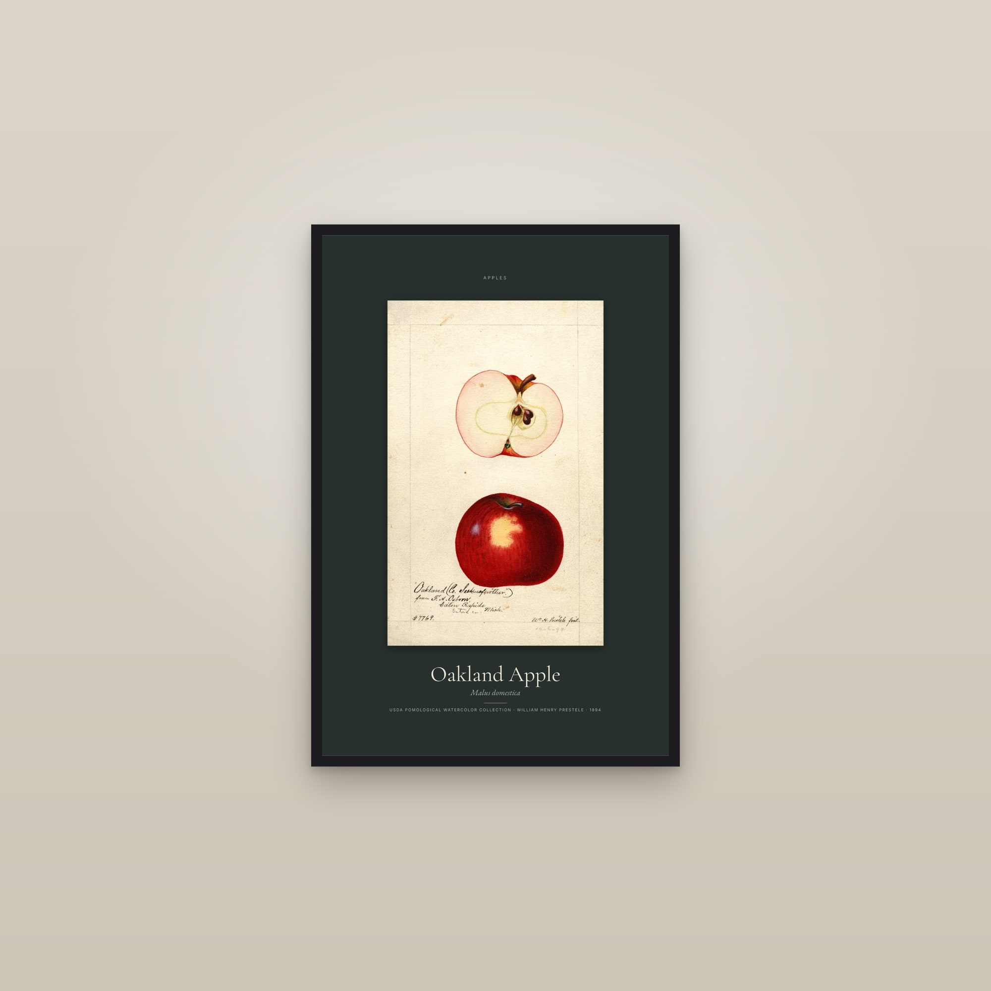 Oakland Apple — Specimen — framed in a gallery setting