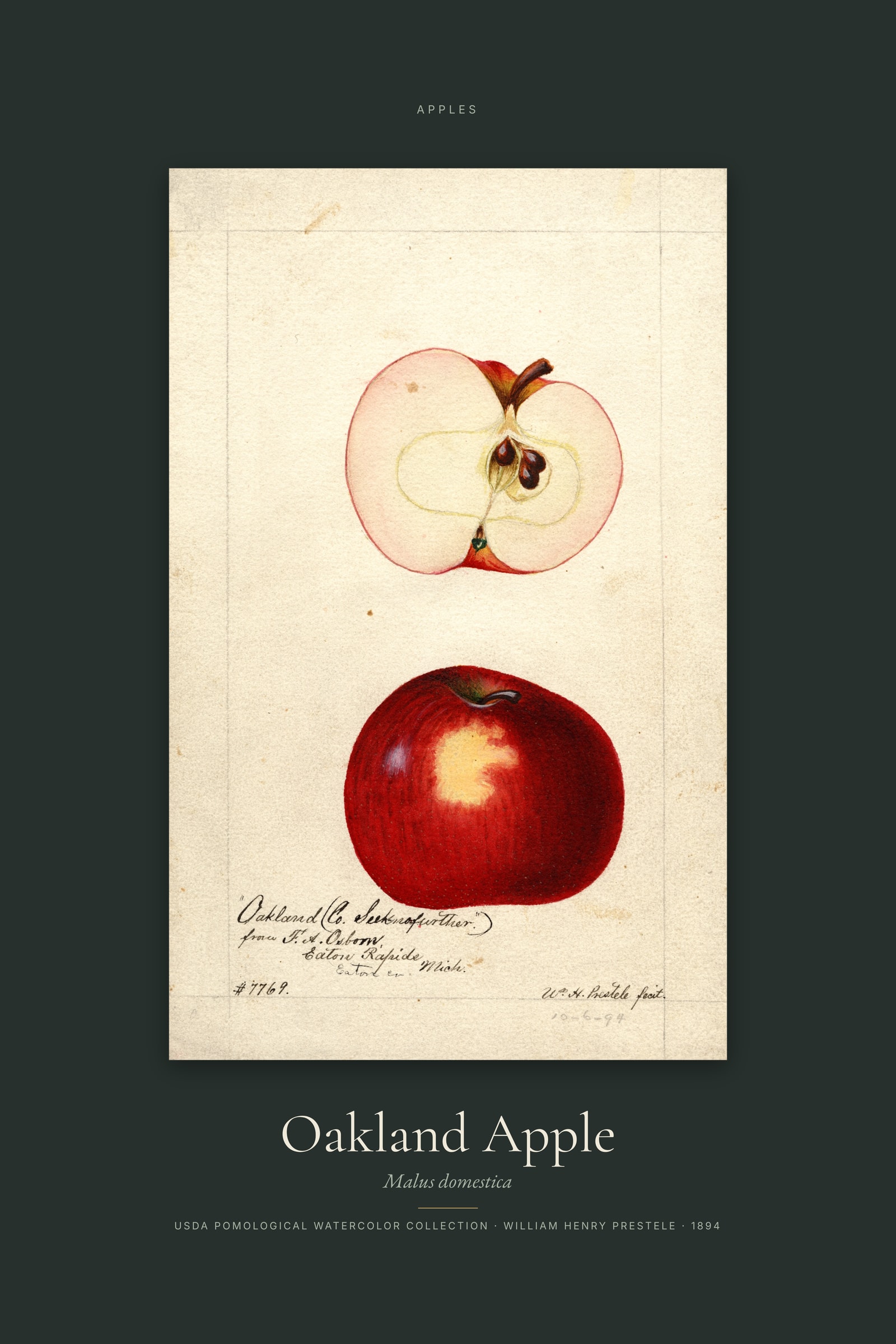 Oakland Apple — Specimen