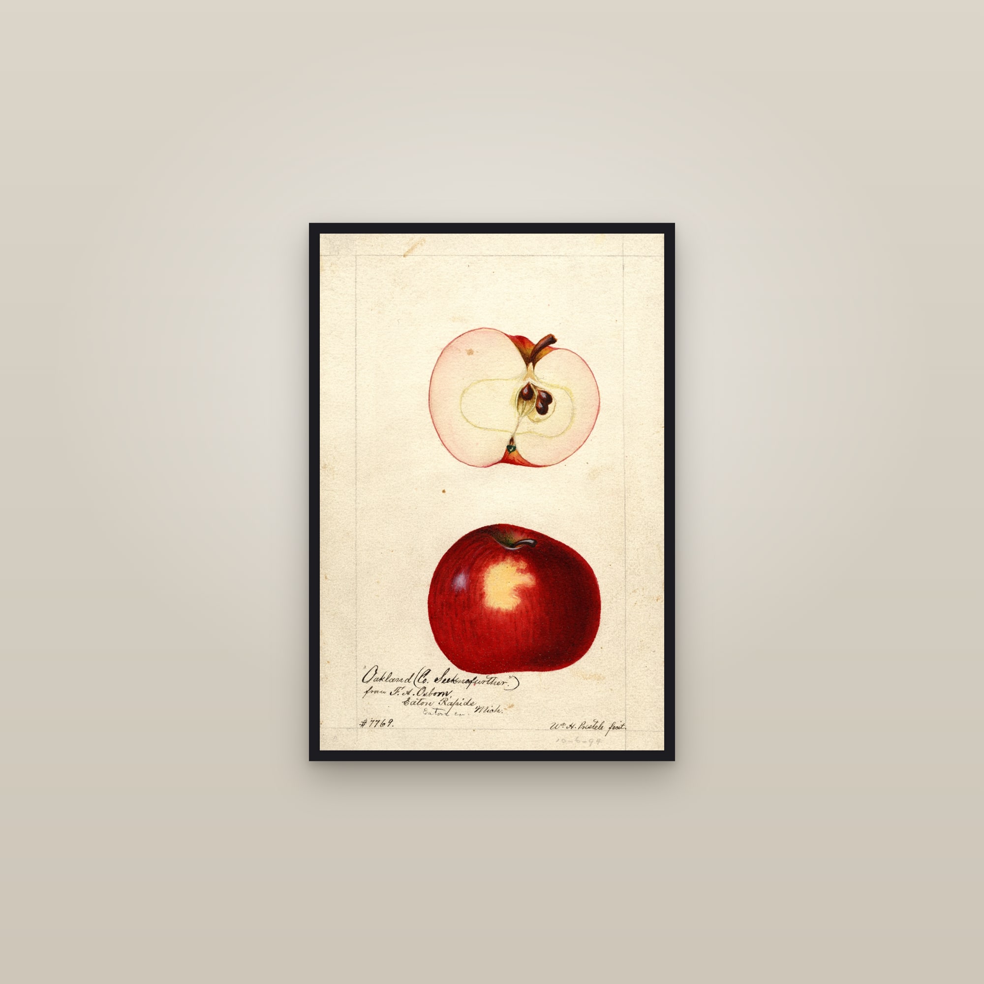 Oakland Apple — framed in a gallery setting