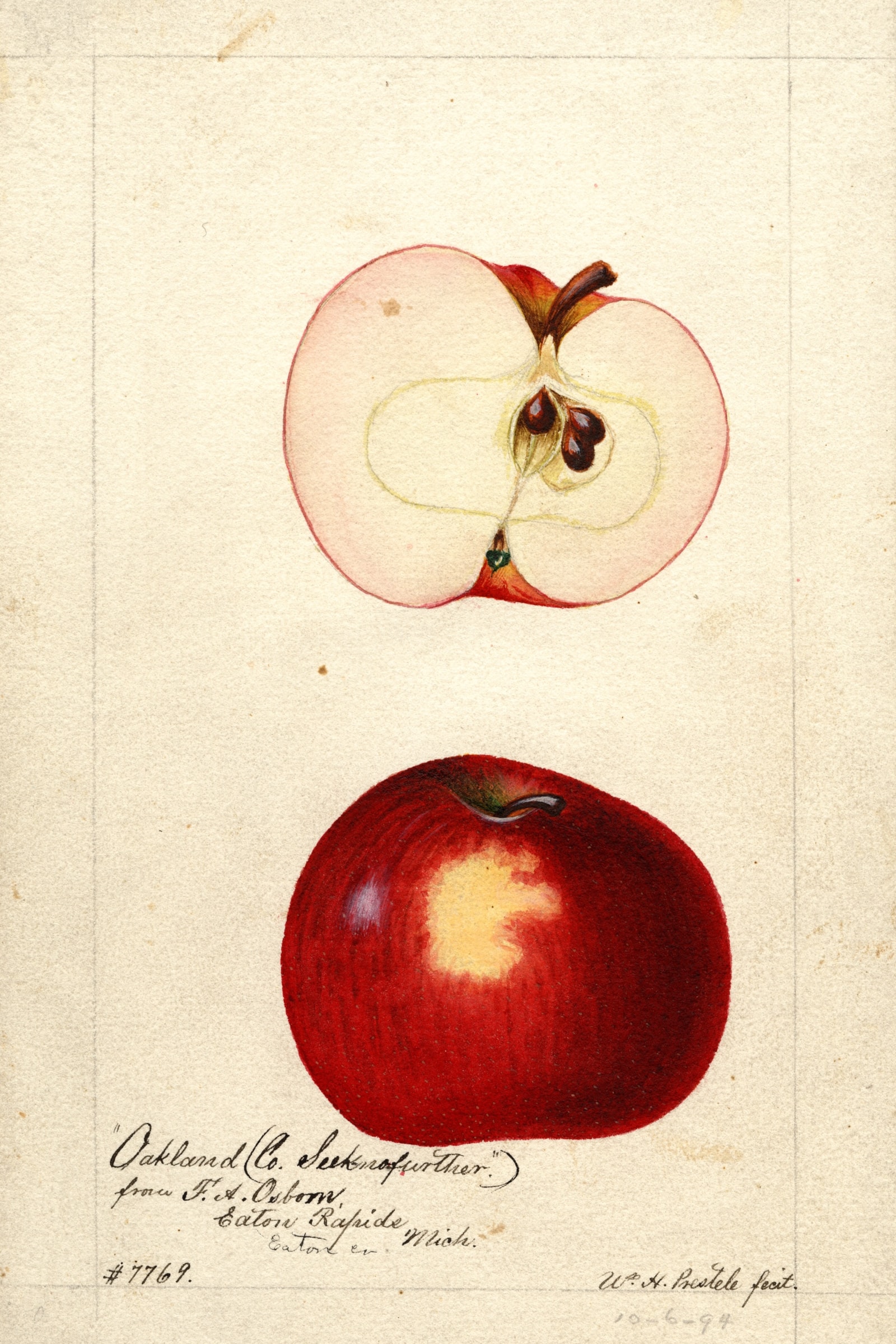 Oakland Apple