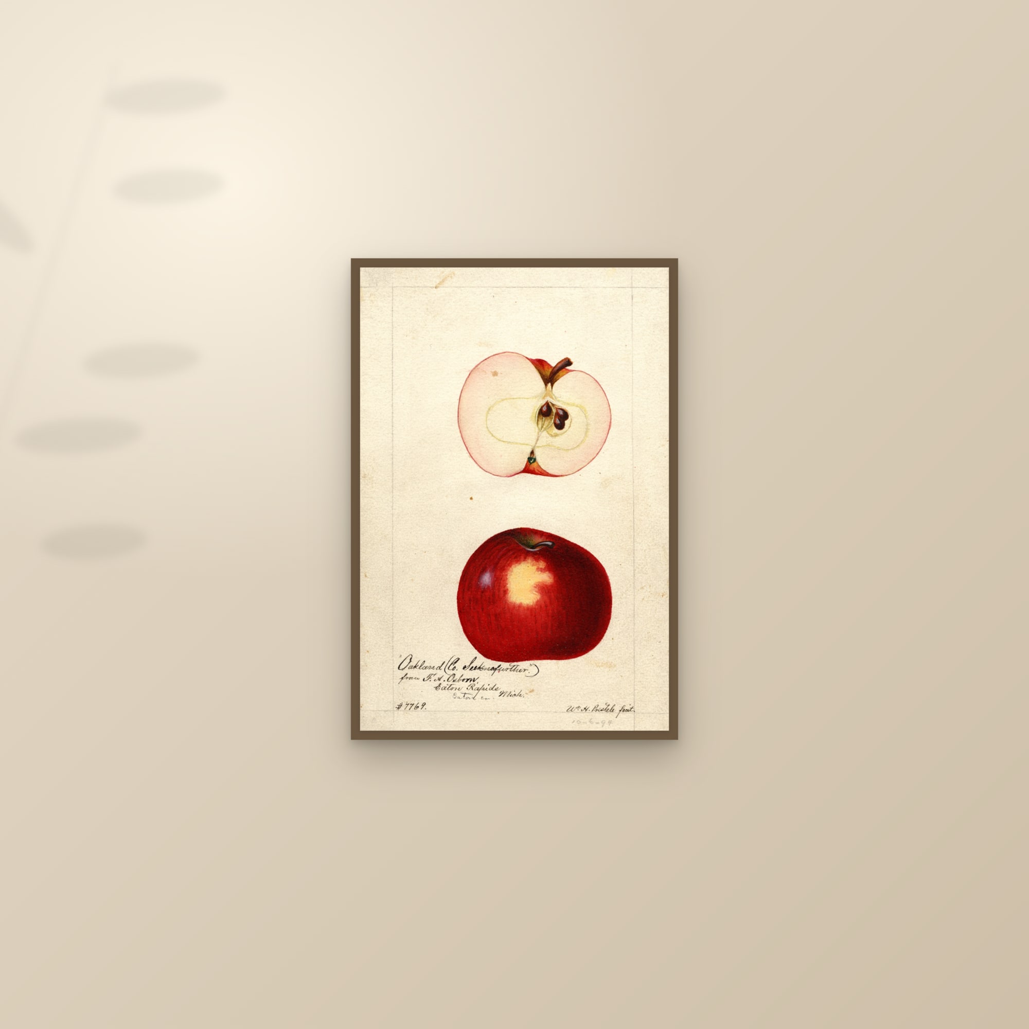 Oakland Apple — framed and styled on a sunlit wall