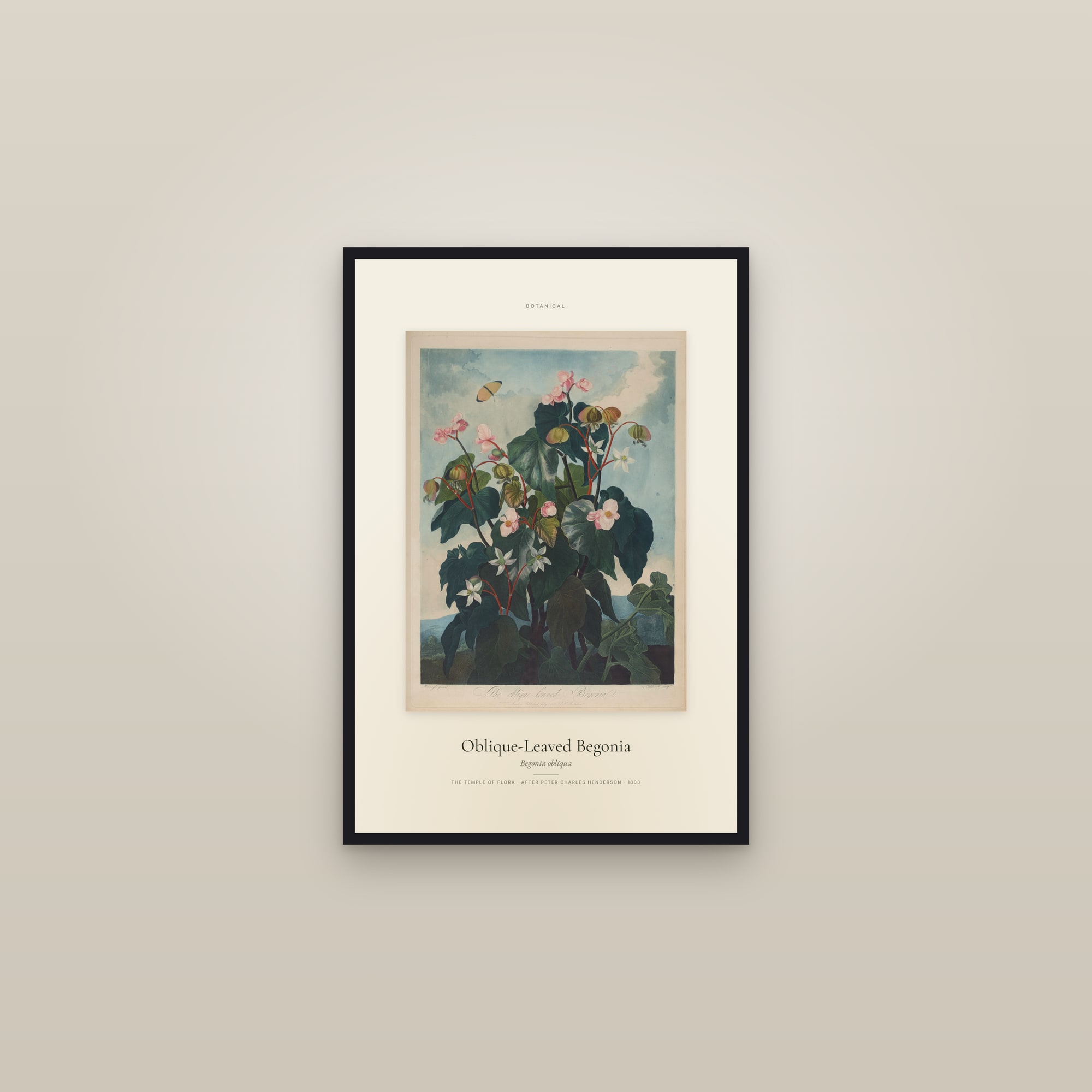 Oblique-Leaved Begonia — Specimen — framed in a gallery setting