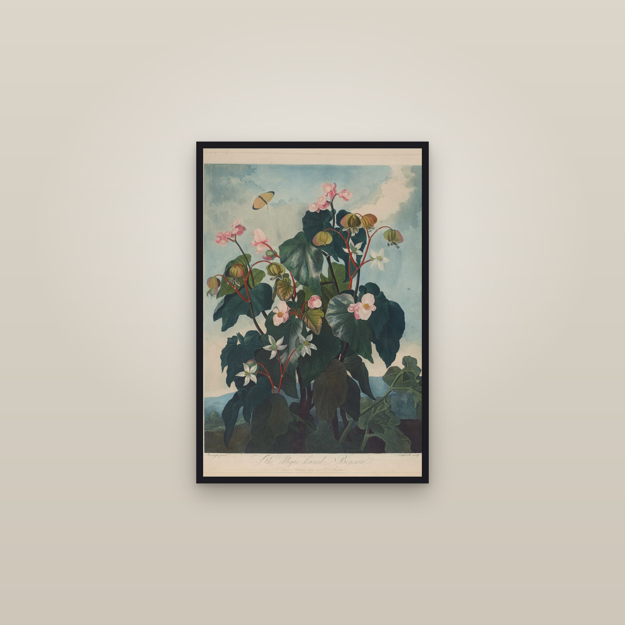 Oblique-Leaved Begonia — framed in a gallery setting