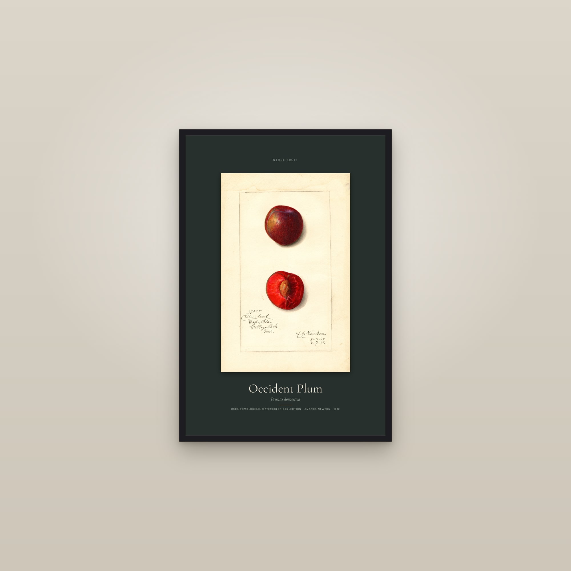 Occident Plum — Specimen — framed in a gallery setting