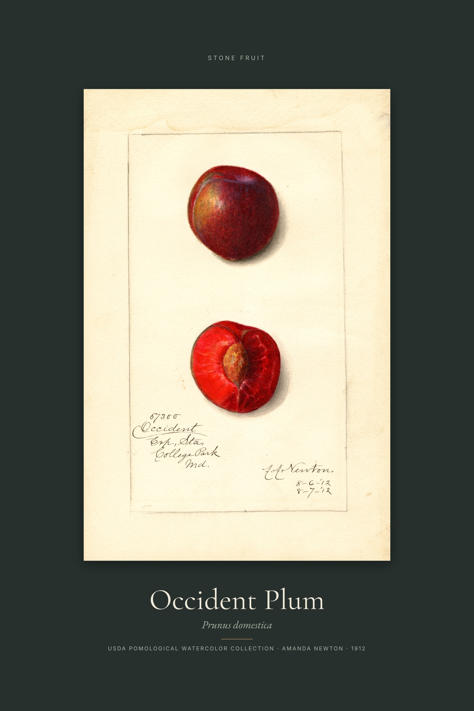 Occident Plum — Specimen