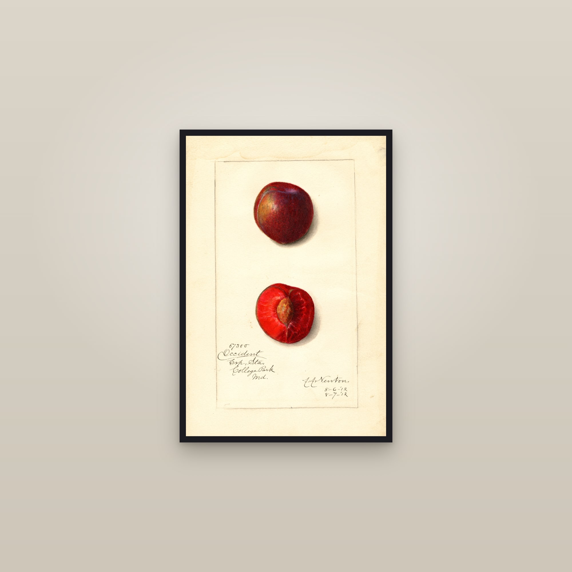Occident Plum — framed in a gallery setting