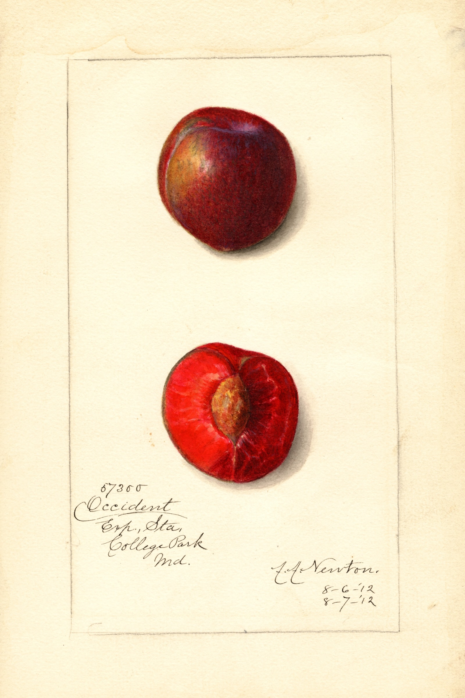 Occident Plum