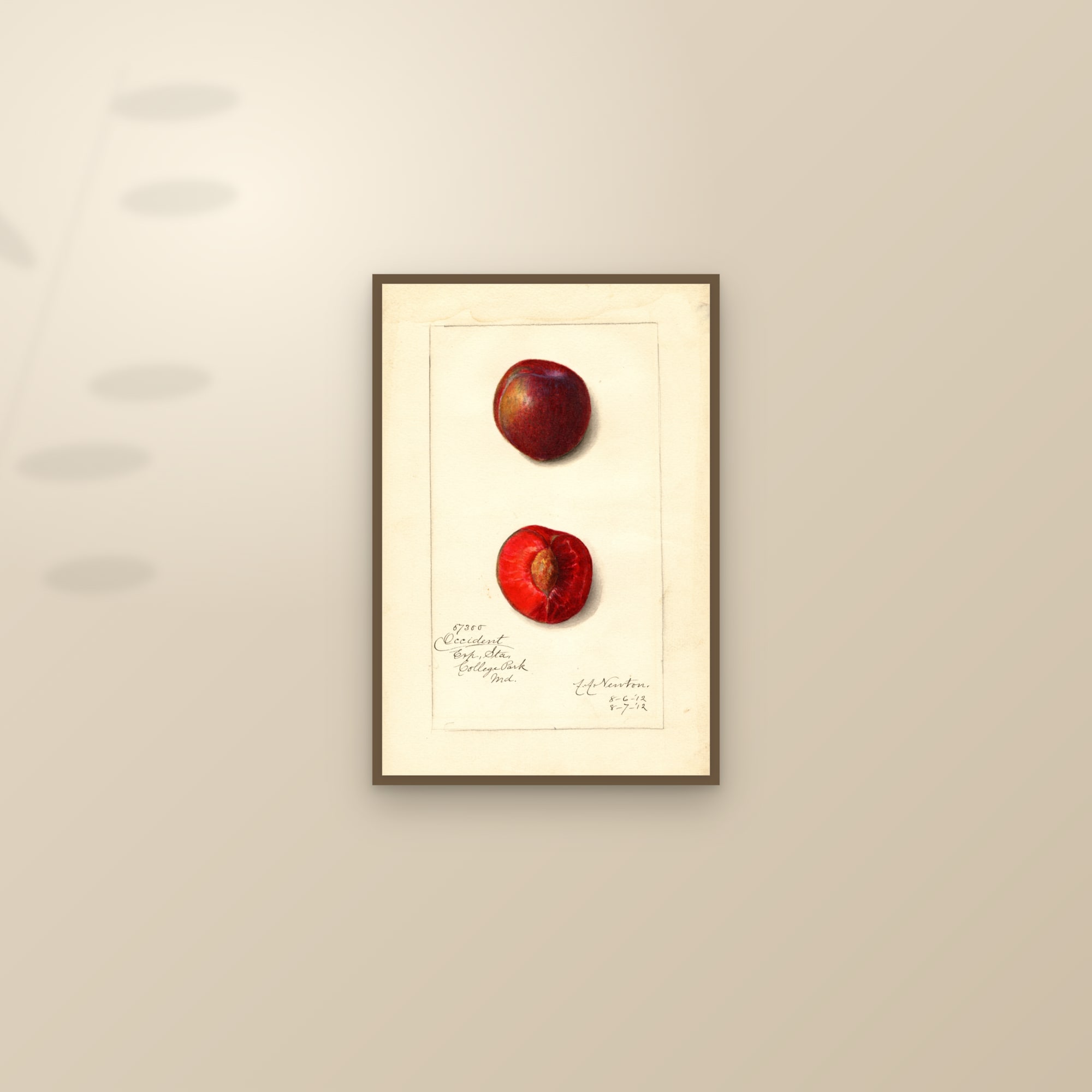 Occident Plum — framed and styled on a sunlit wall