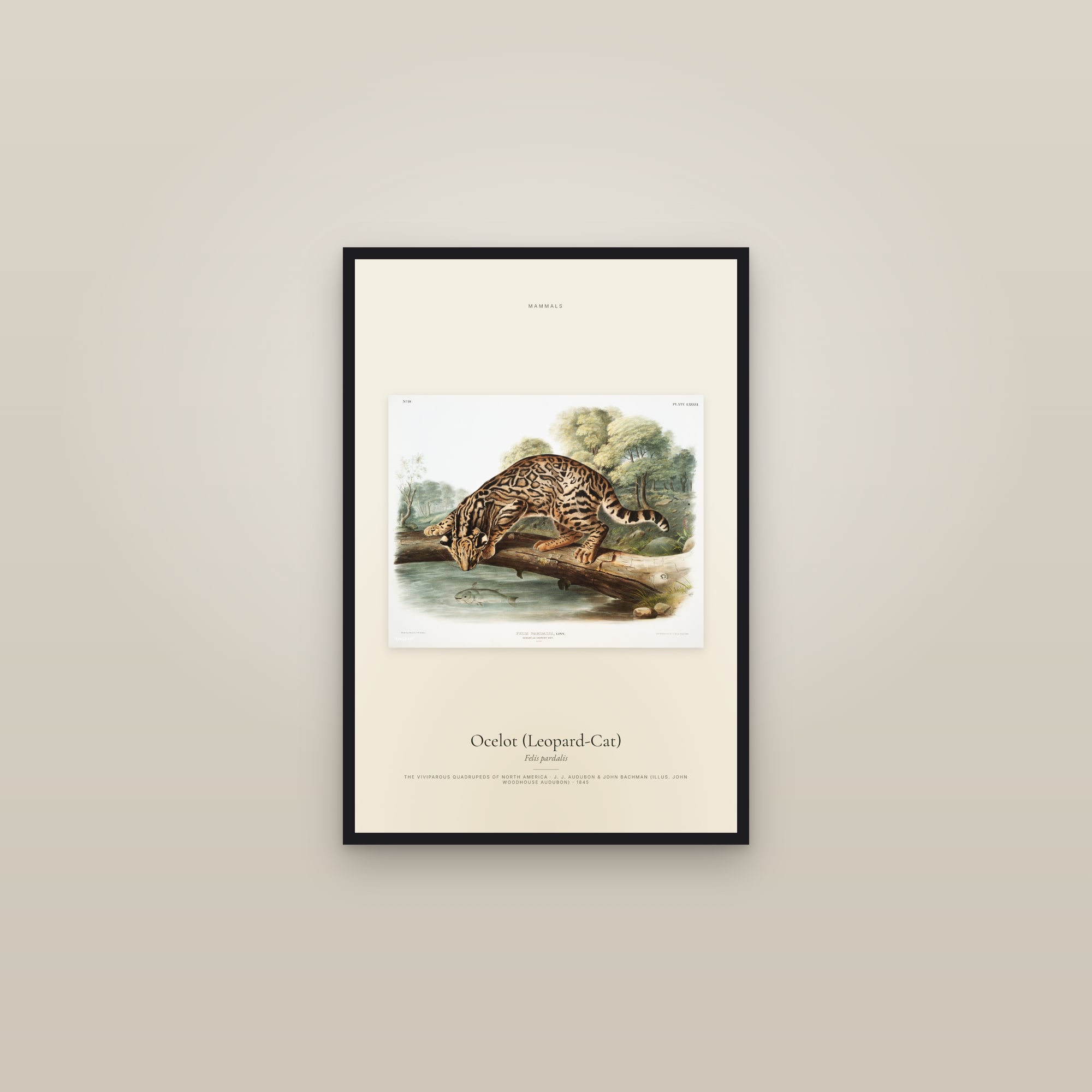 Ocelot (Leopard-Cat) — framed in a gallery setting