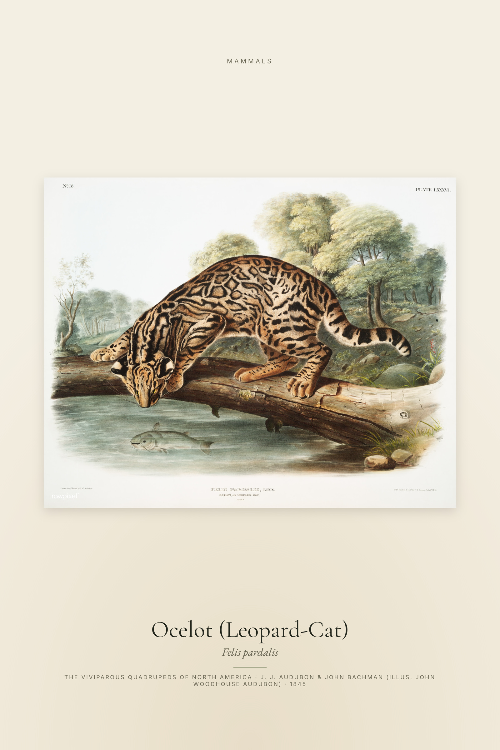 Ocelot (Leopard-Cat)