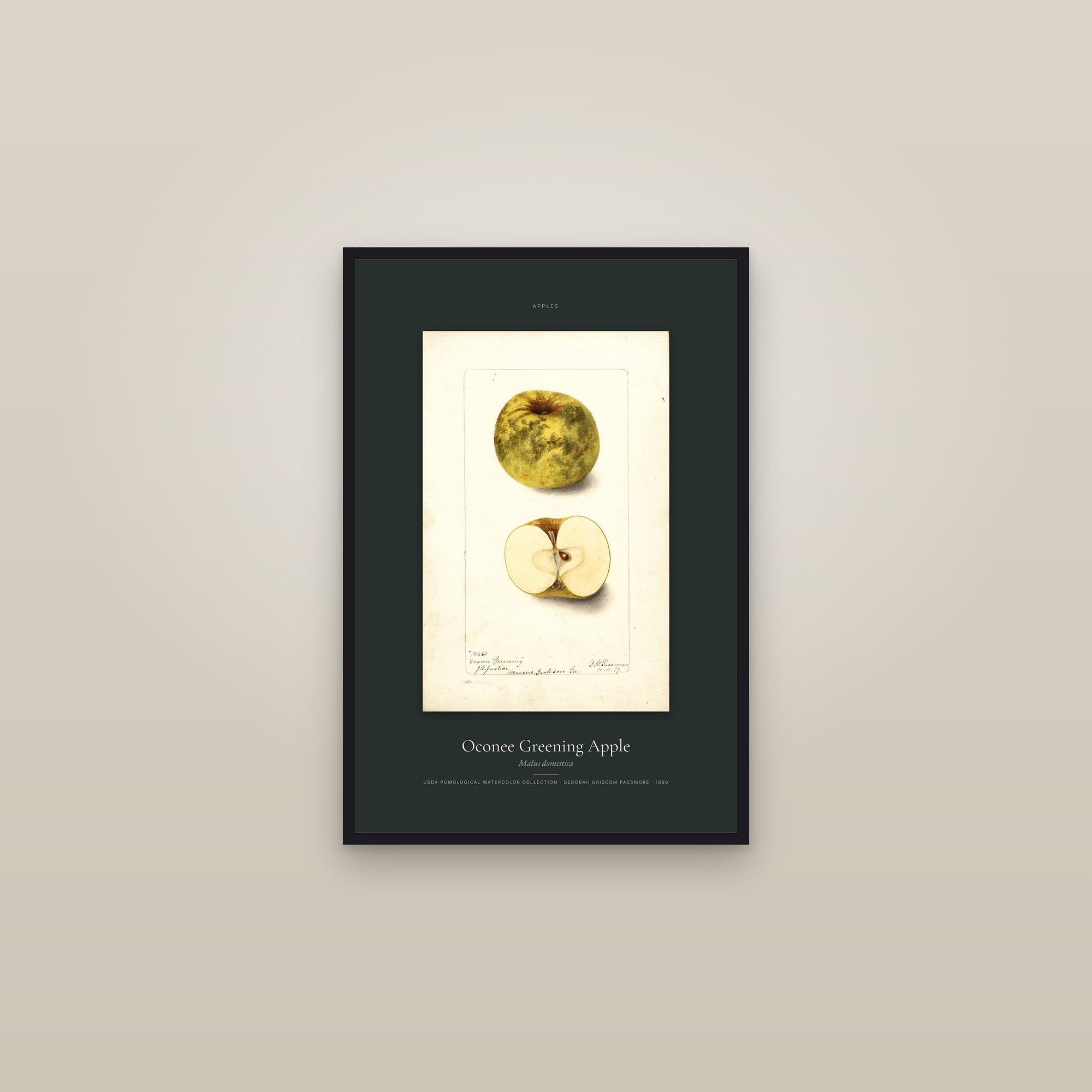 Oconee Greening Apple — Specimen — framed in a gallery setting