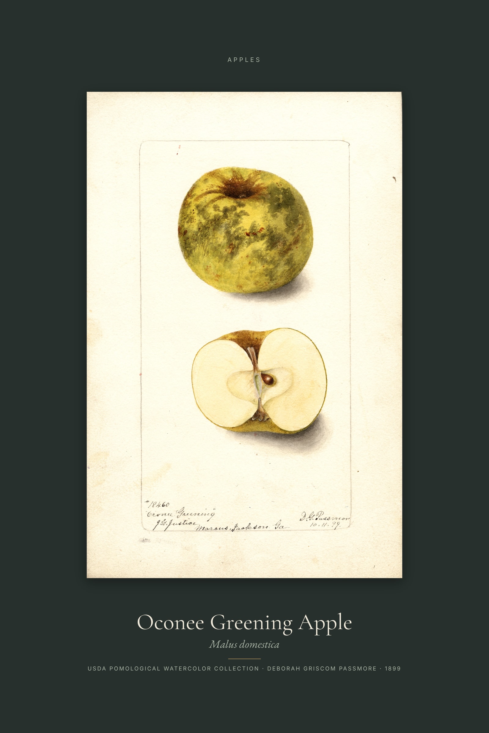 Oconee Greening Apple — Specimen