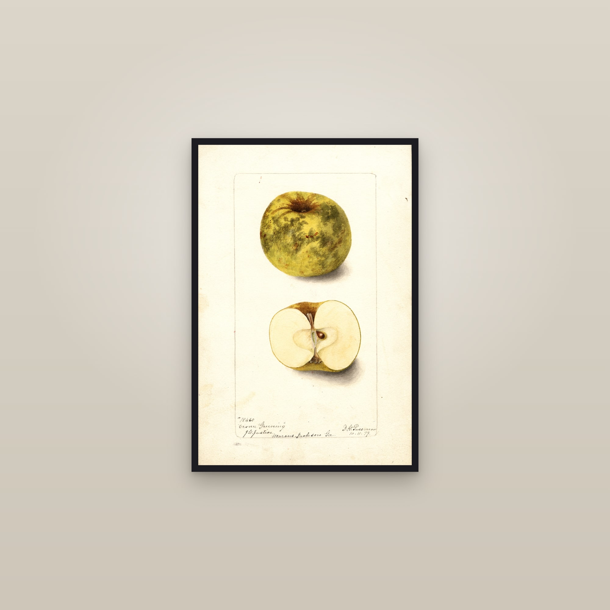 Oconee Greening Apple — framed in a gallery setting