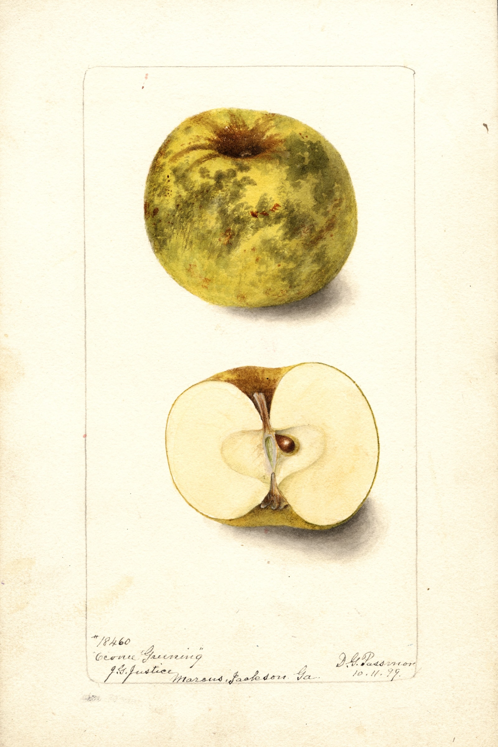 Oconee Greening Apple