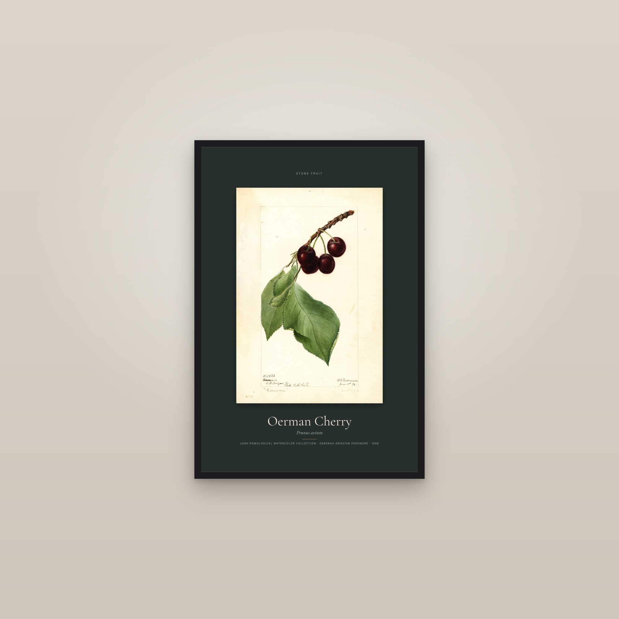 Oerman Cherry — Specimen — framed in a gallery setting