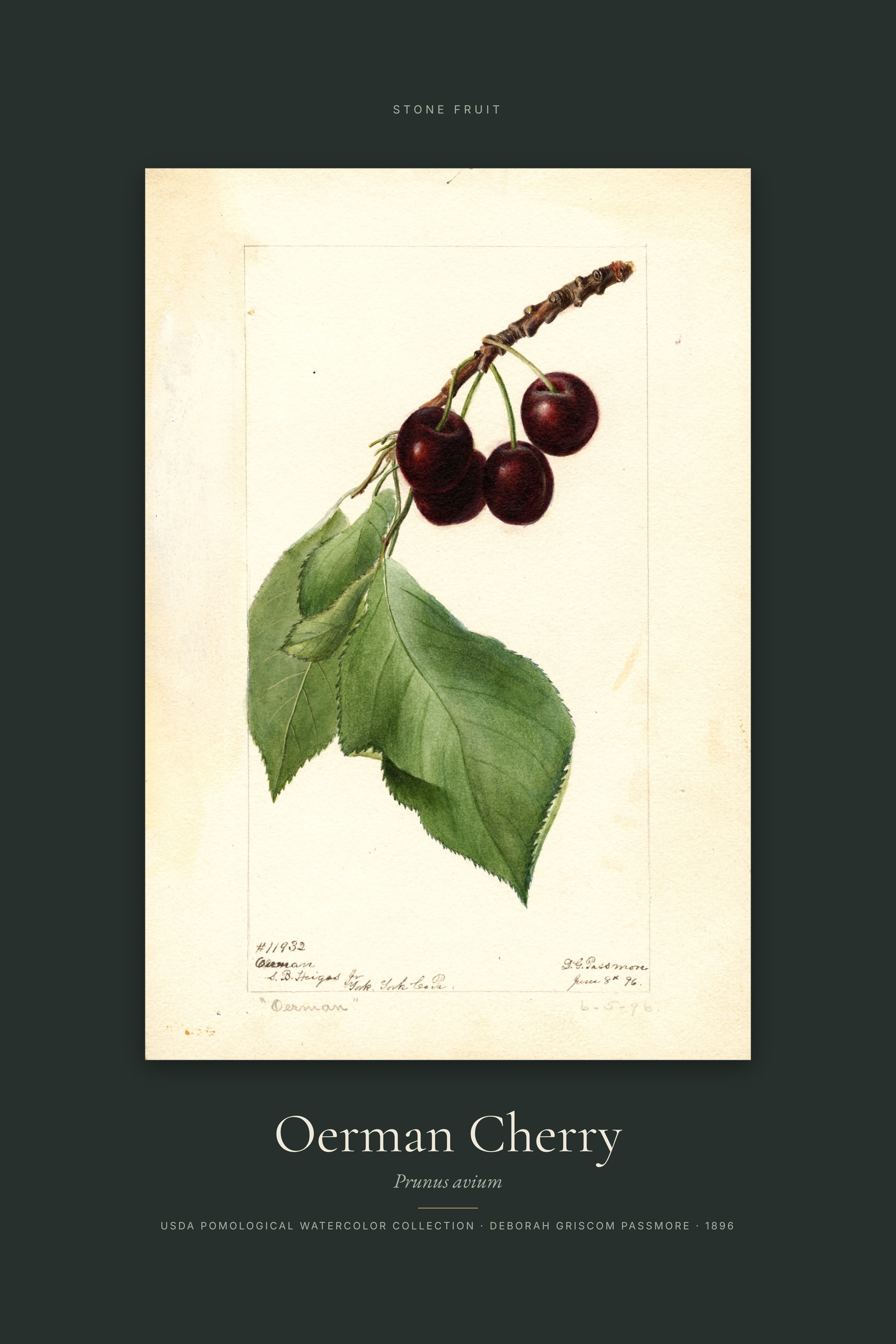 Oerman Cherry — Specimen
