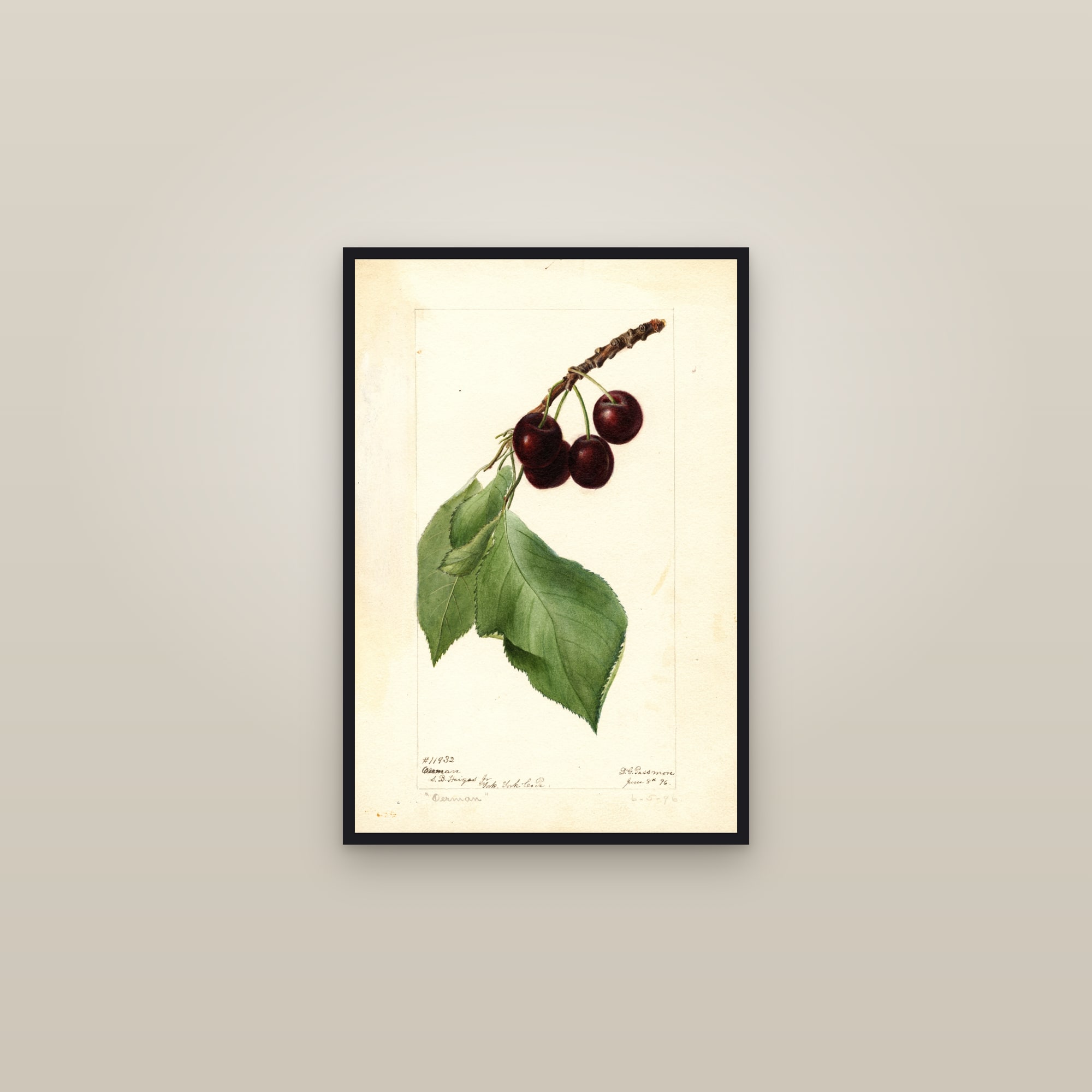 Oerman Cherry — framed in a gallery setting