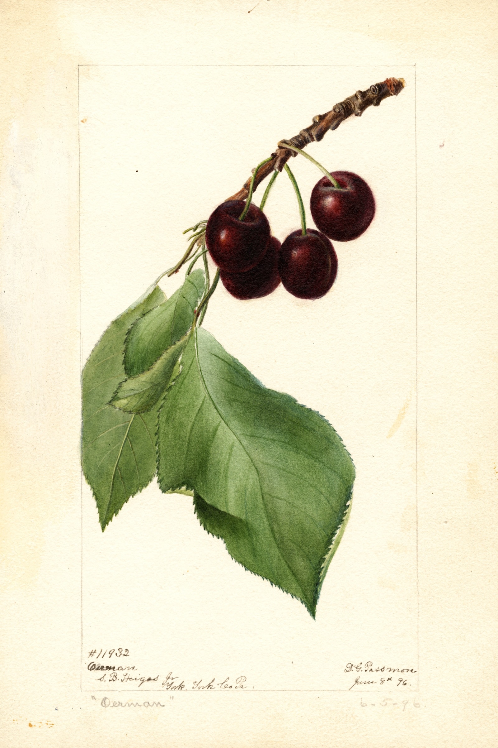 Oerman Cherry