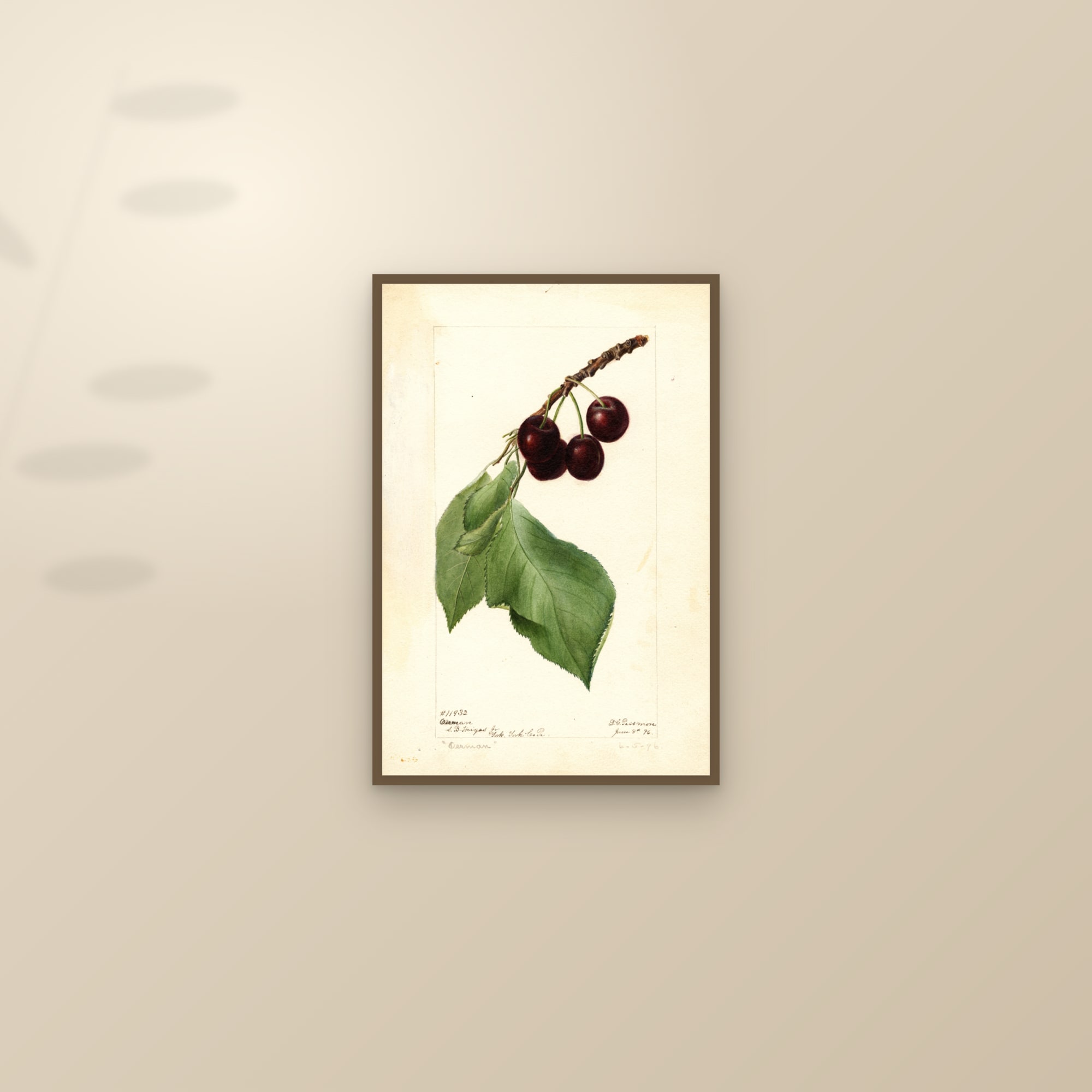 Oerman Cherry — framed and styled on a sunlit wall