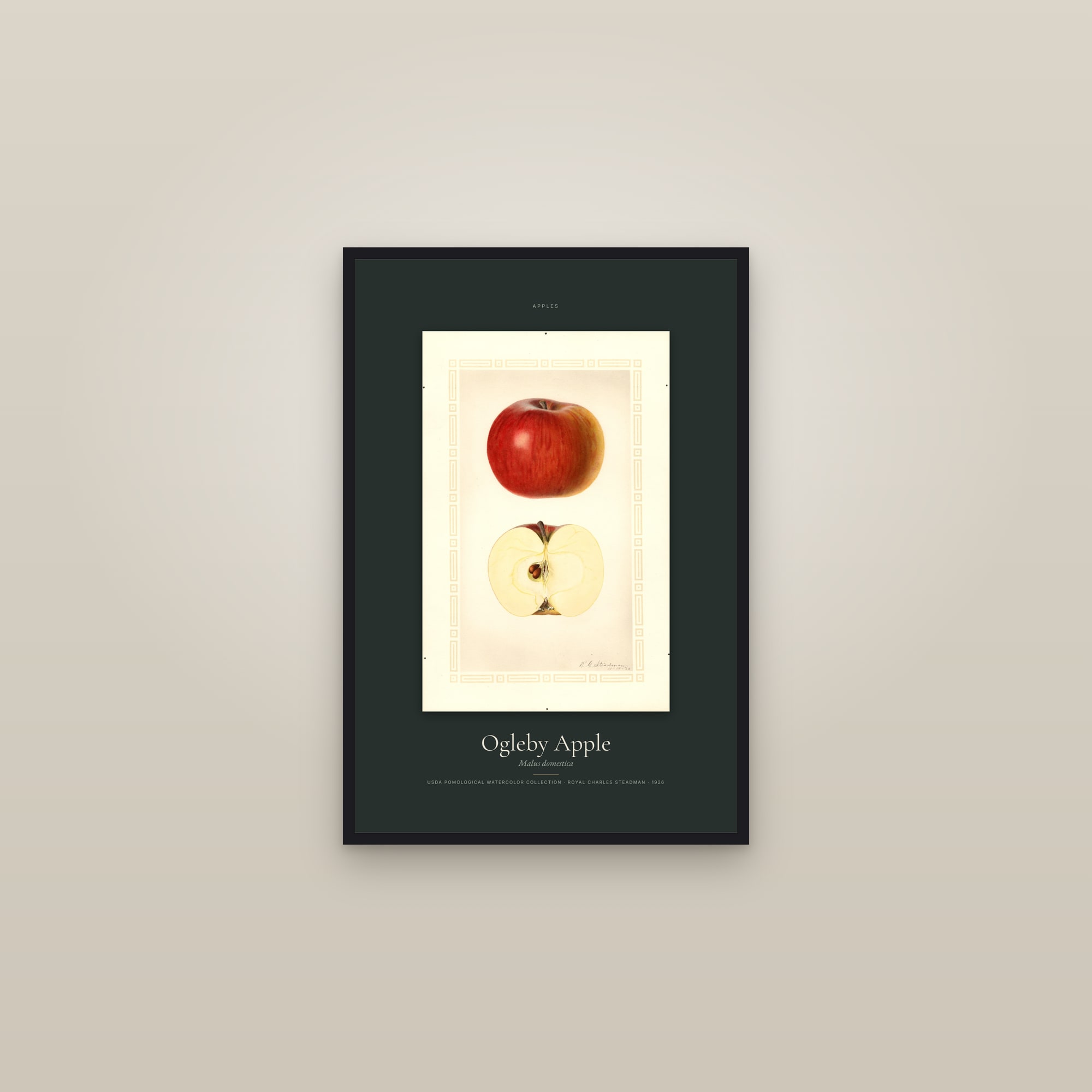 Ogleby Apple — Specimen — framed in a gallery setting