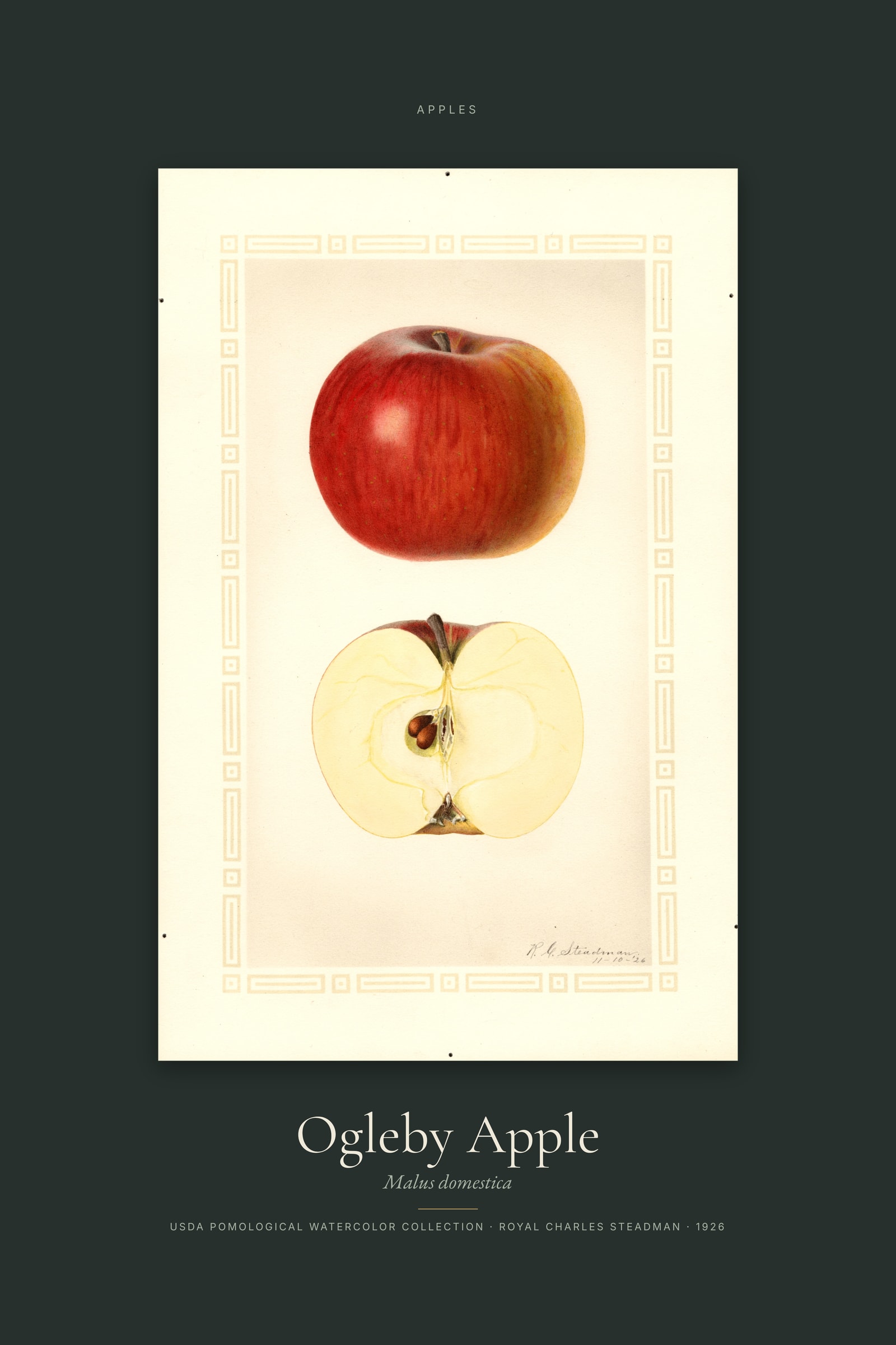 Ogleby Apple — Specimen