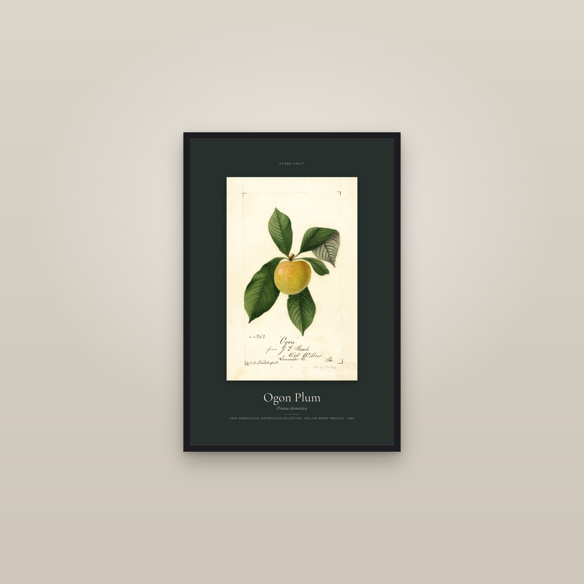 Ogon Plum — Specimen — framed in a gallery setting