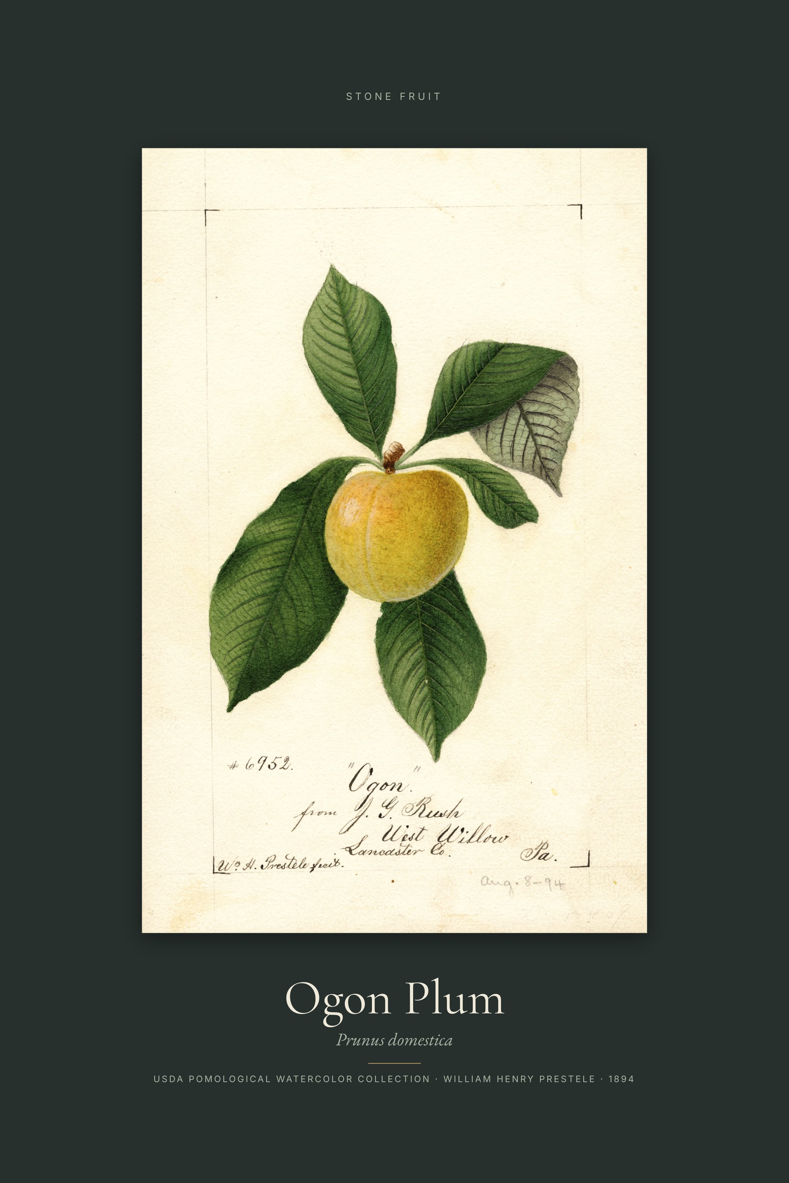 Ogon Plum — Specimen