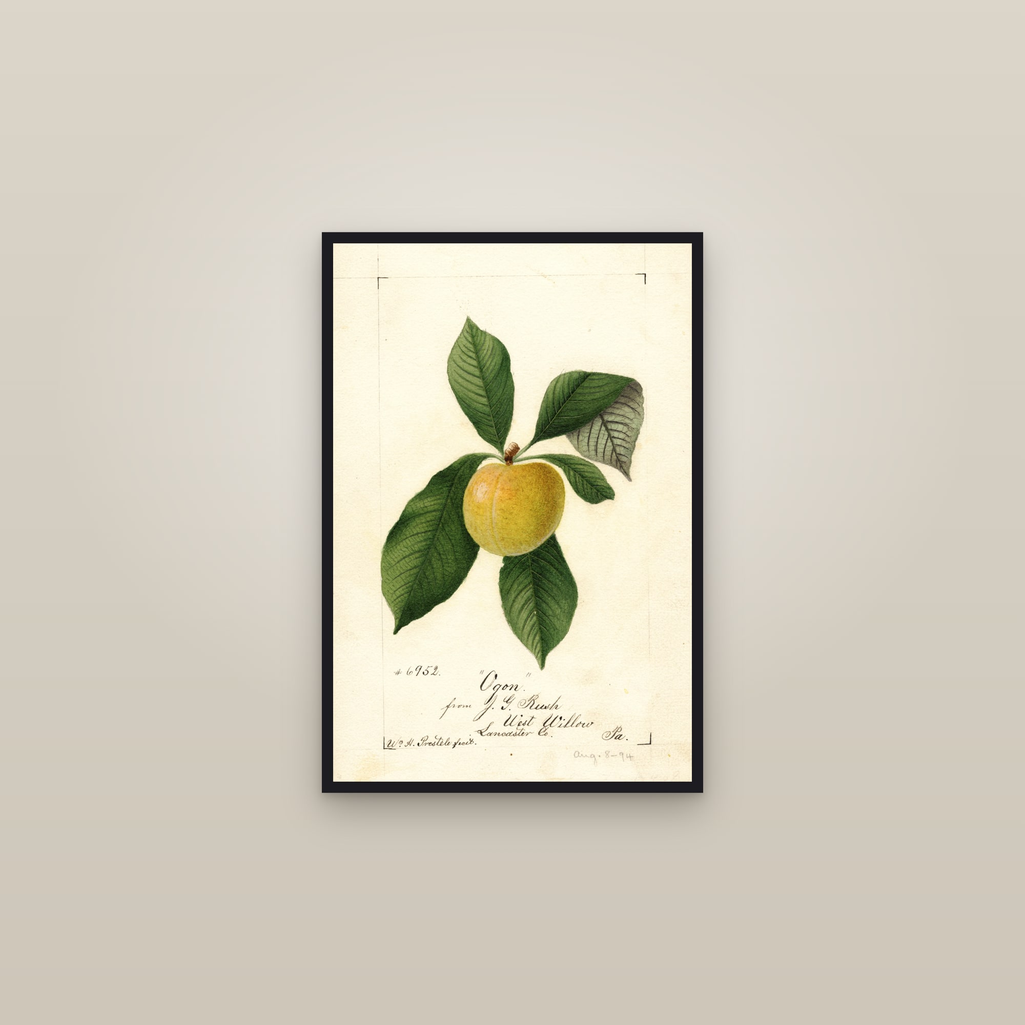 Ogon Plum — framed in a gallery setting