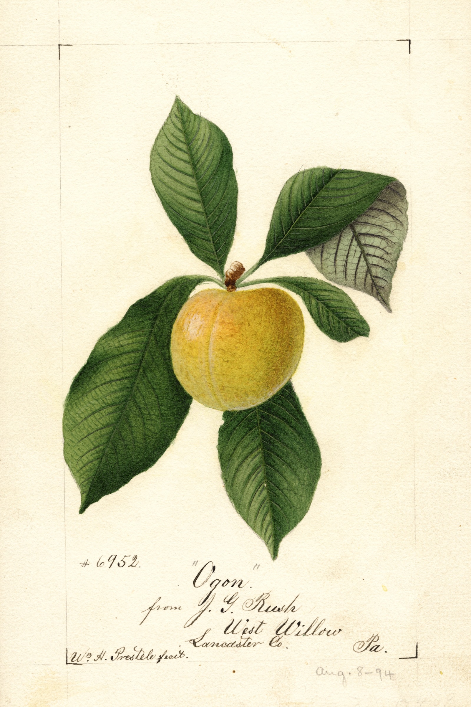 Ogon Plum